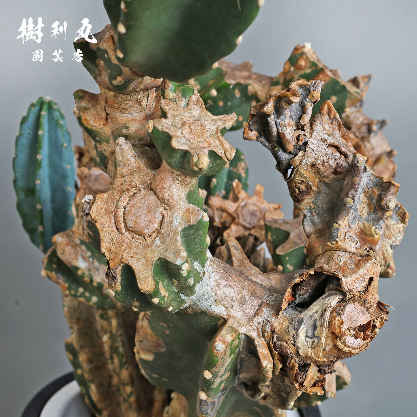 挫けぬ者の佇まい - 柱サボテン