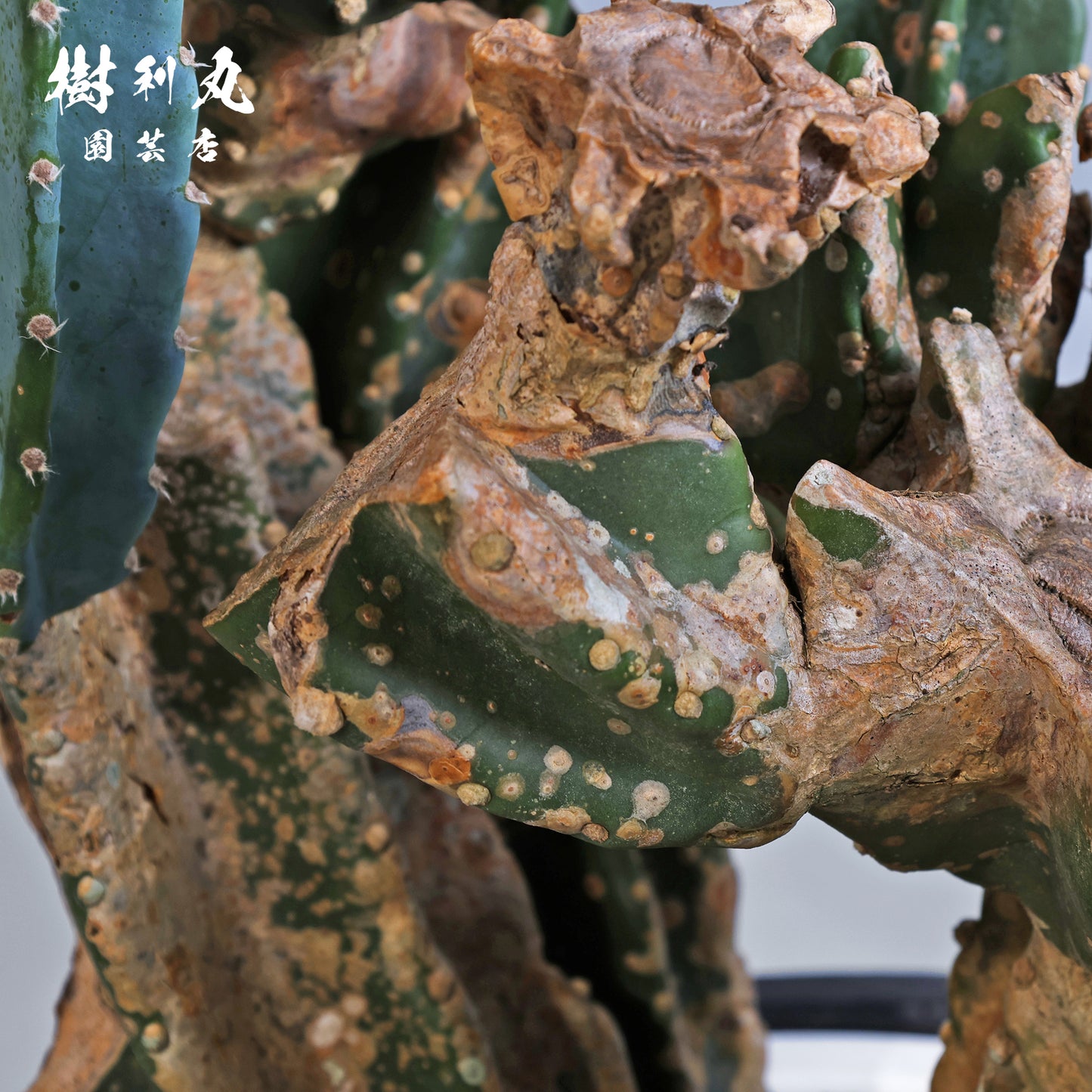 挫けぬ者の佇まい - 柱サボテン