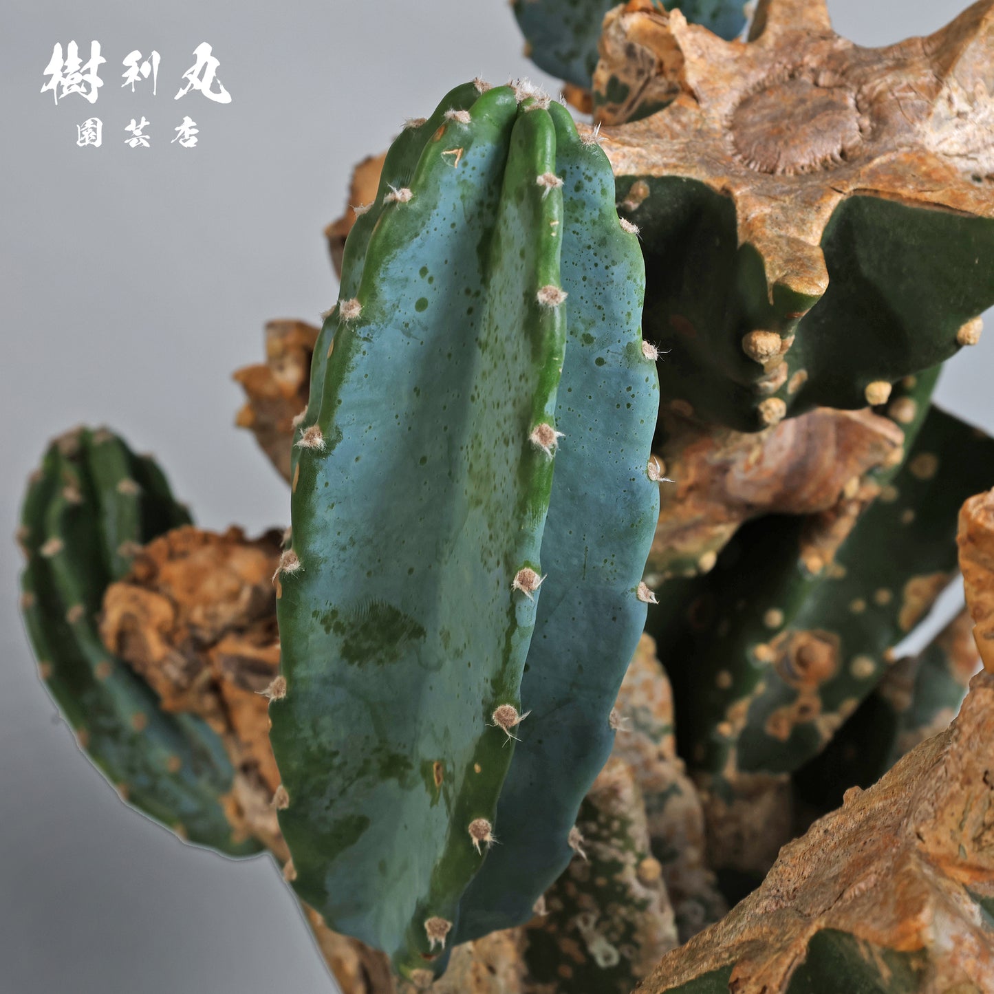 挫けぬ者の佇まい - 柱サボテン