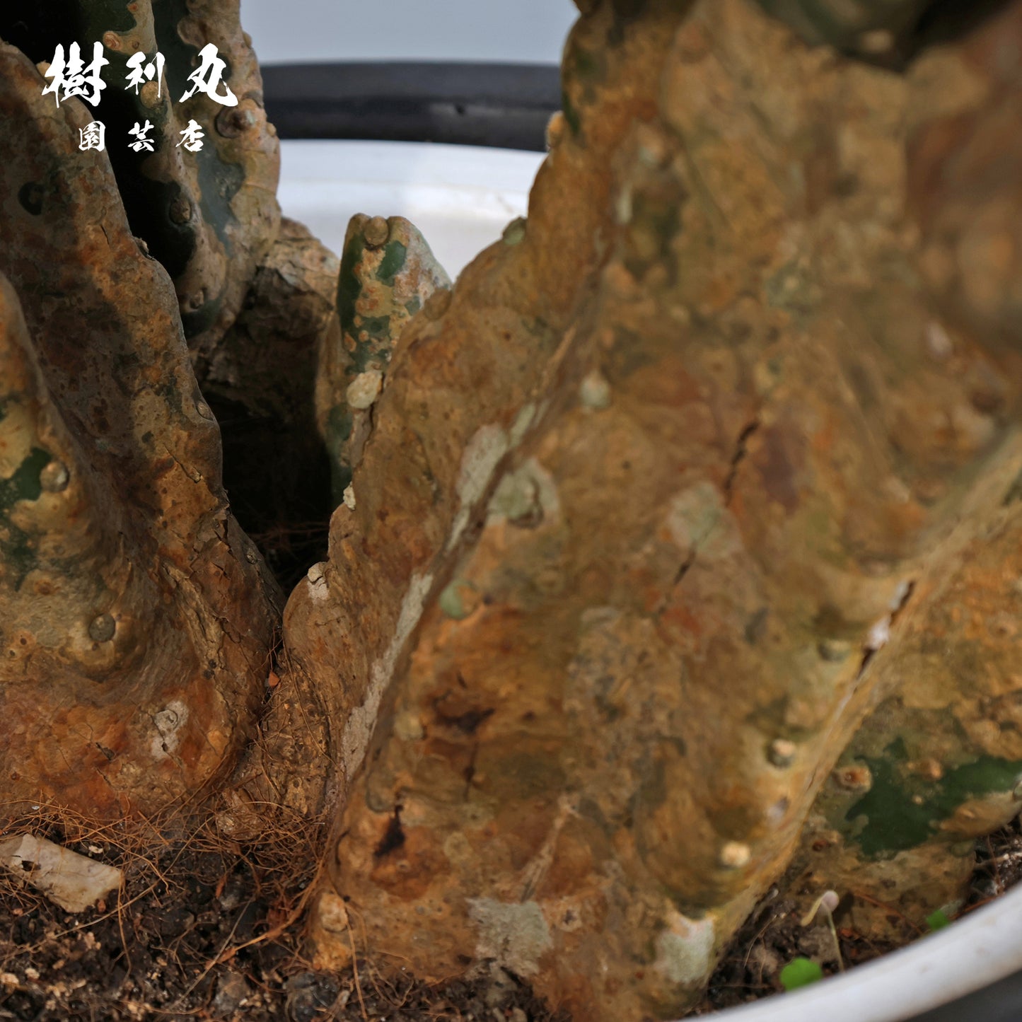 挫けぬ者の佇まい - 柱サボテン