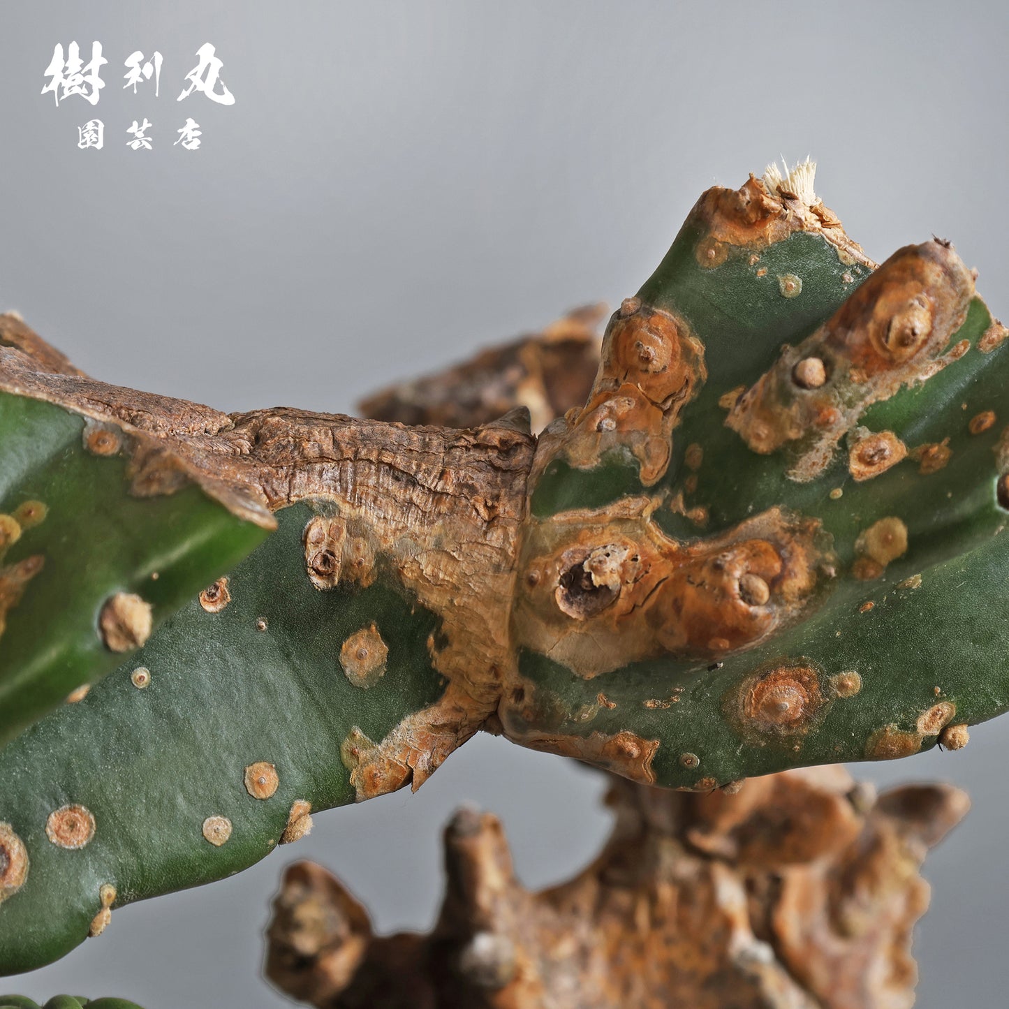 挫けぬ者の佇まい - 柱サボテン