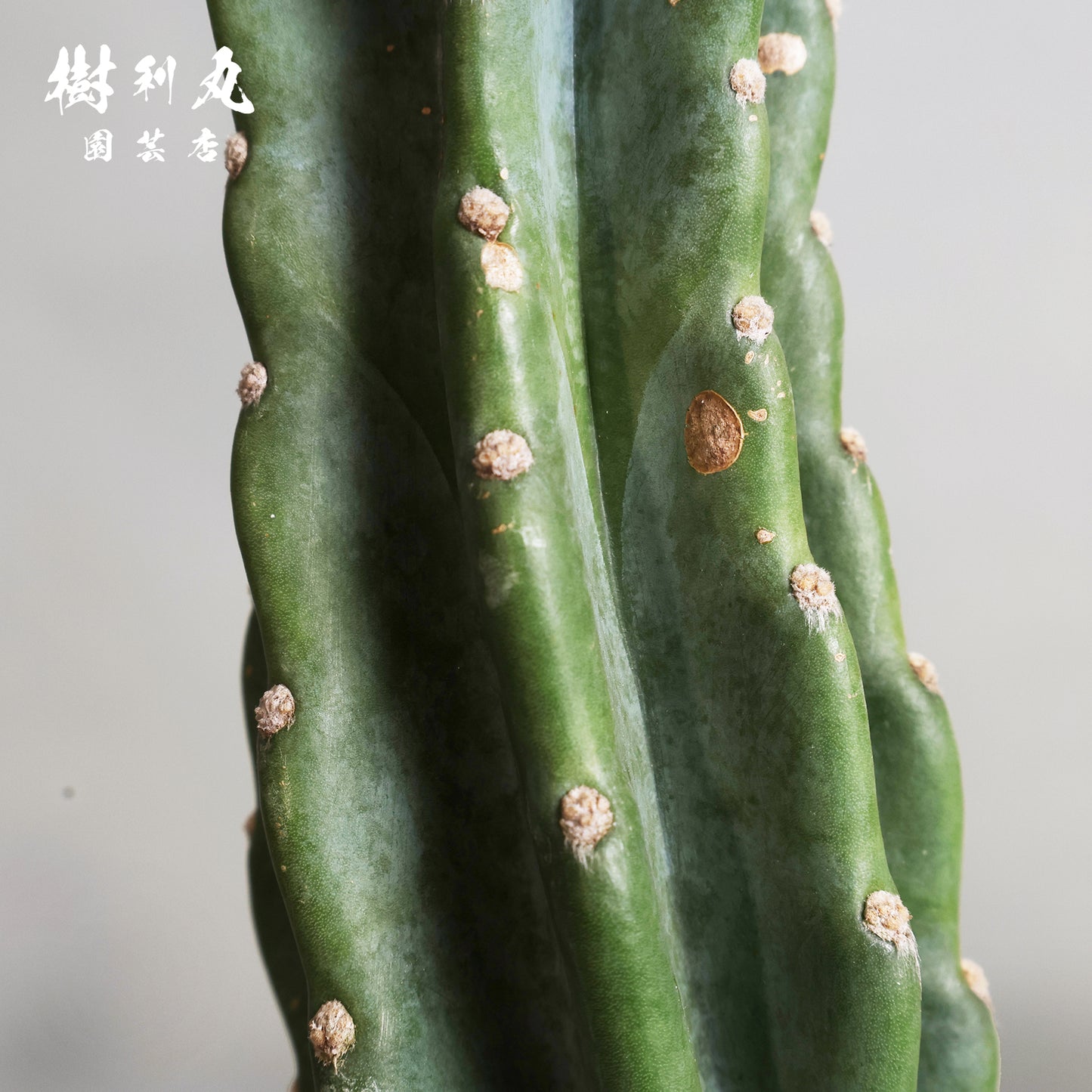 削ぎ落とし、芯で立つ - 柱サボテン
