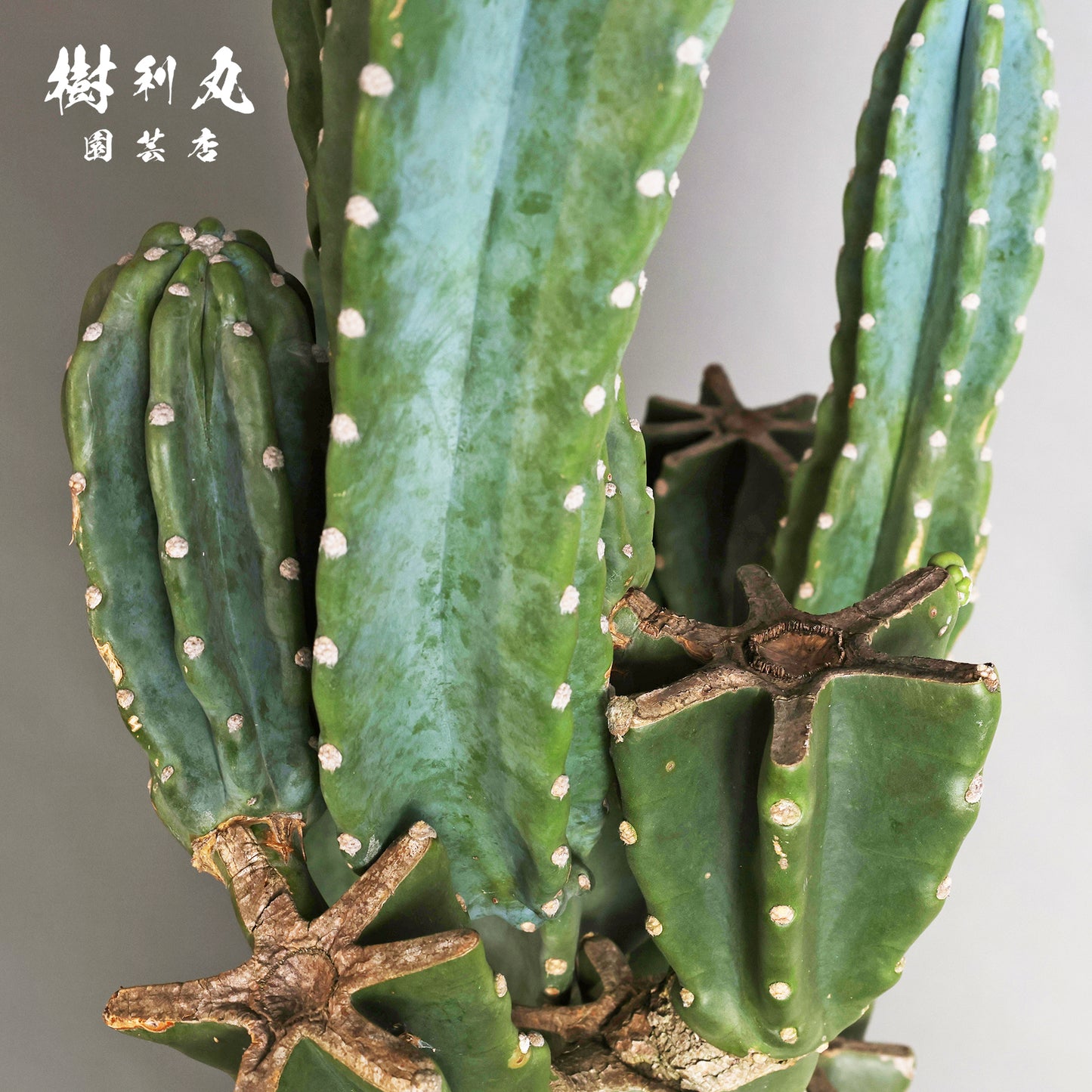 削ぎ落とし、芯で立つ - 柱サボテン