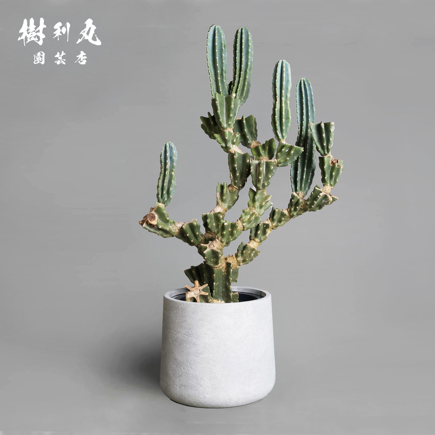 削ぎ落とし、芯で立つ - 柱サボテン
