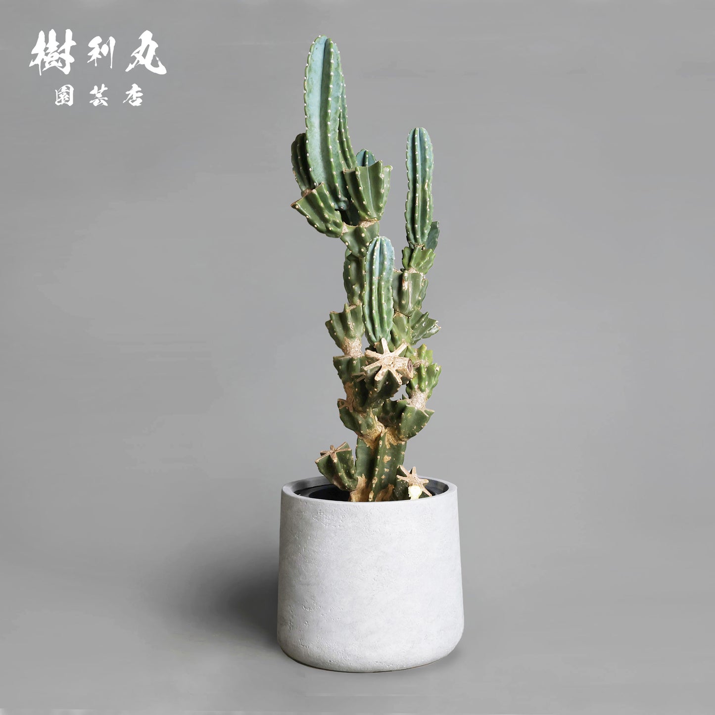 削ぎ落とし、芯で立つ - 柱サボテン