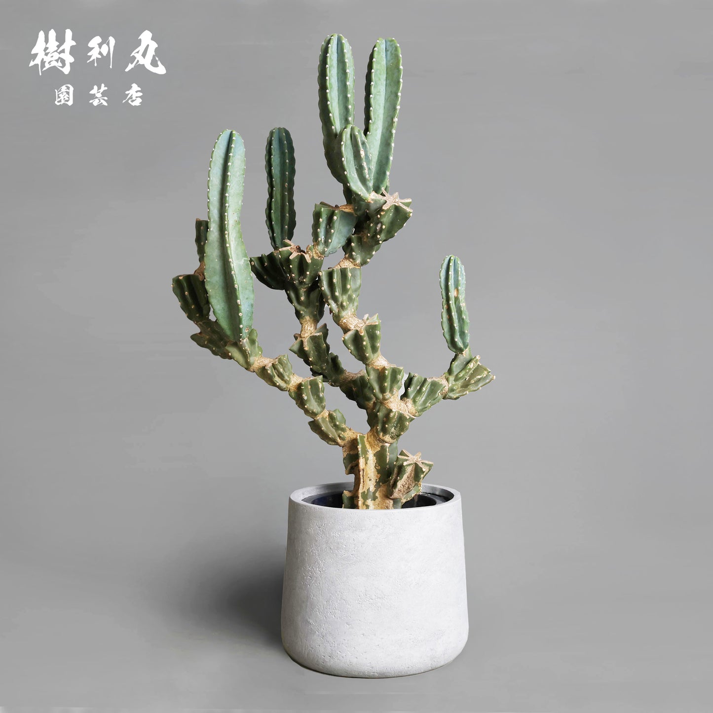 削ぎ落とし、芯で立つ - 柱サボテン