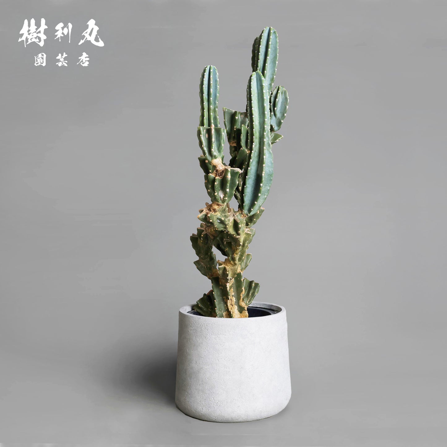 削ぎ落とし、芯で立つ - 柱サボテン