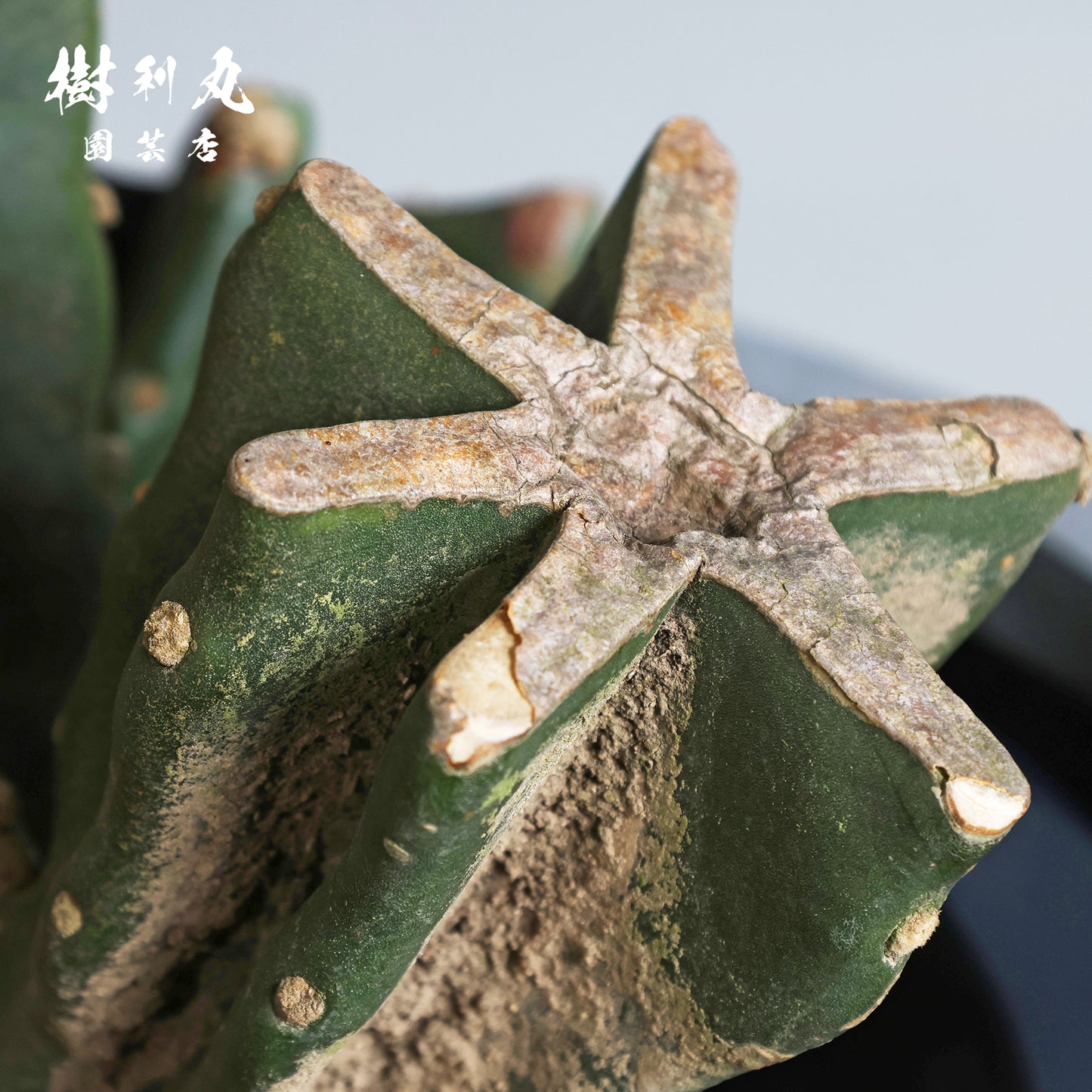 削ぎ落とし、芯で立つ - 柱サボテン