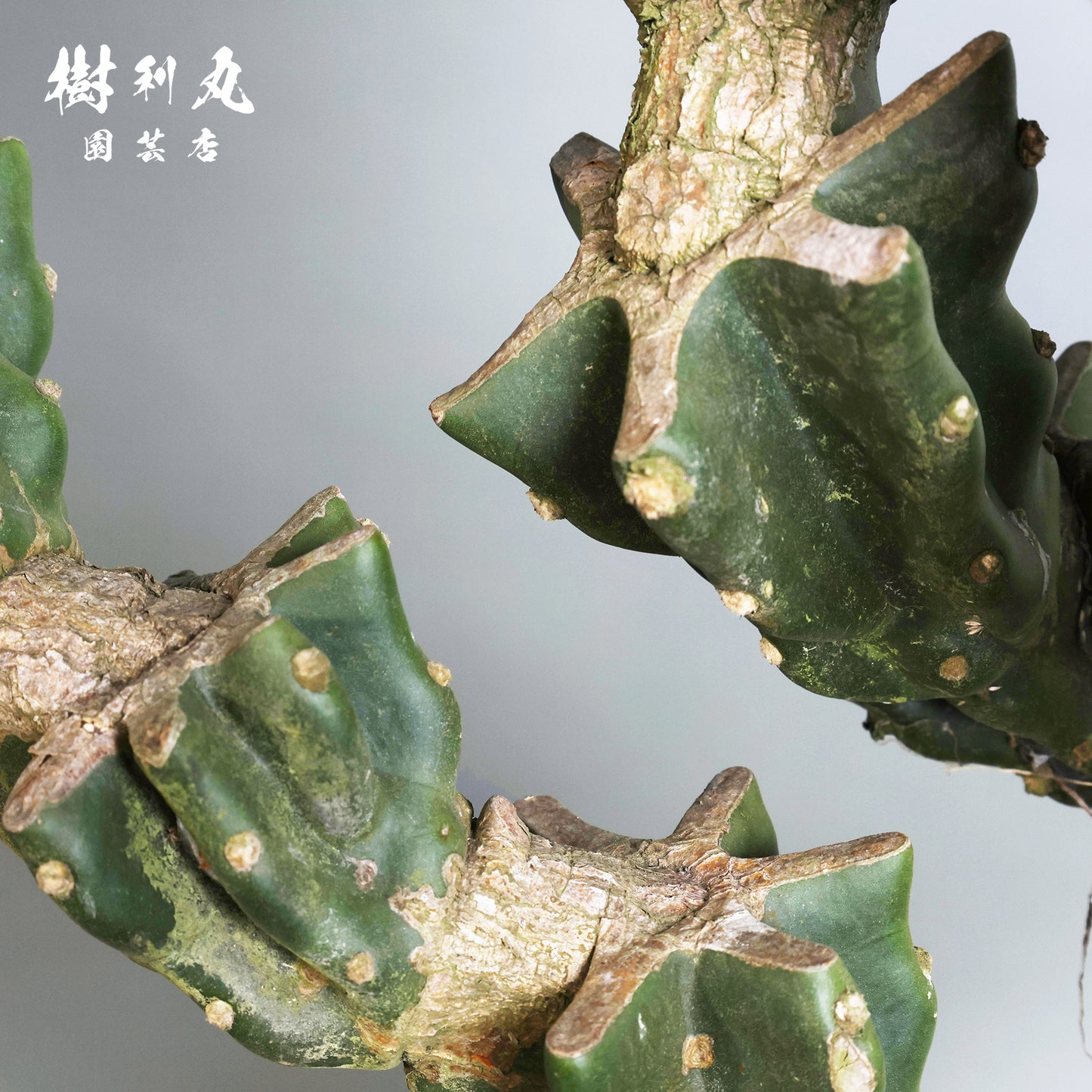 削ぎ落とし、芯で立つ - 柱サボテン