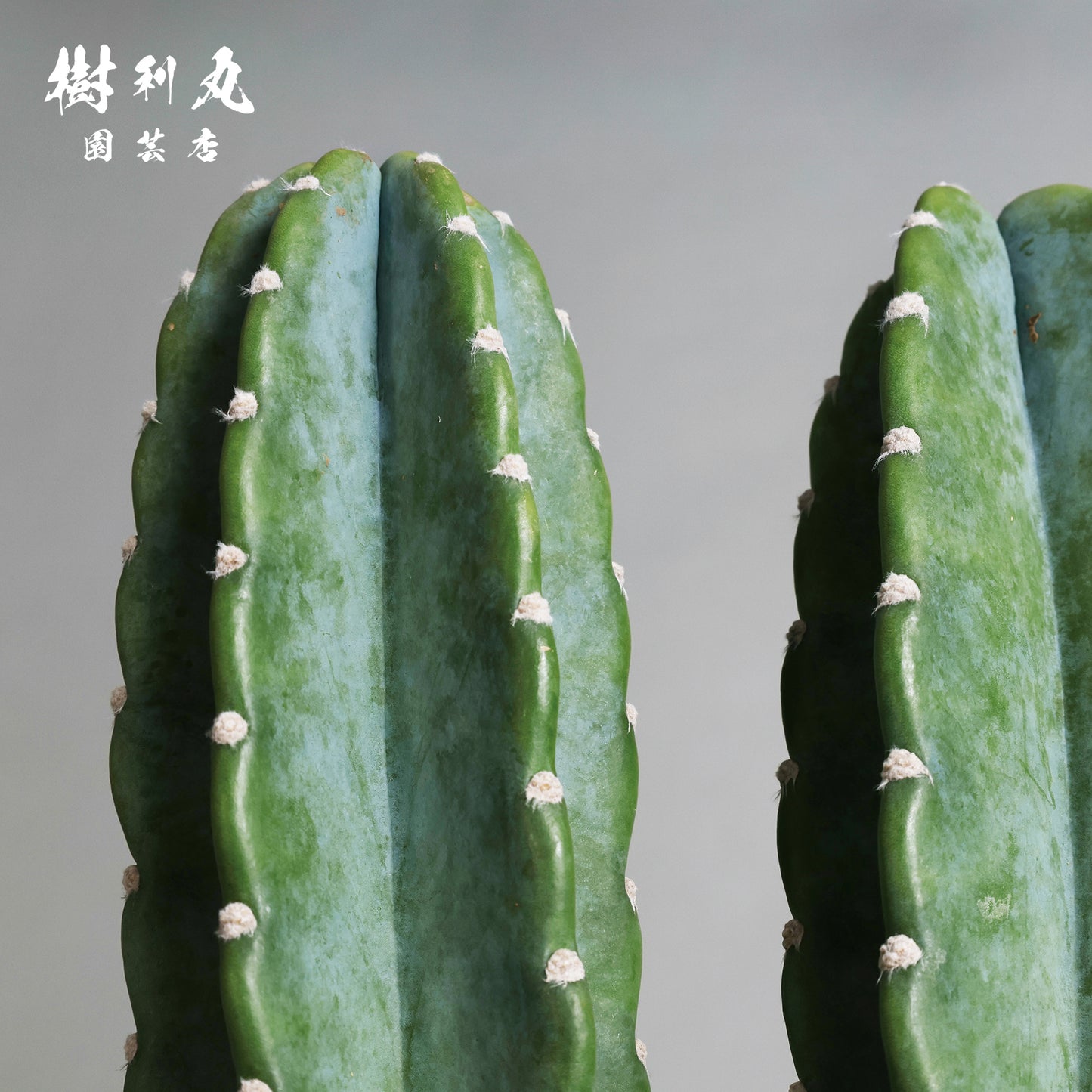 削ぎ落とし、芯で立つ - 柱サボテン