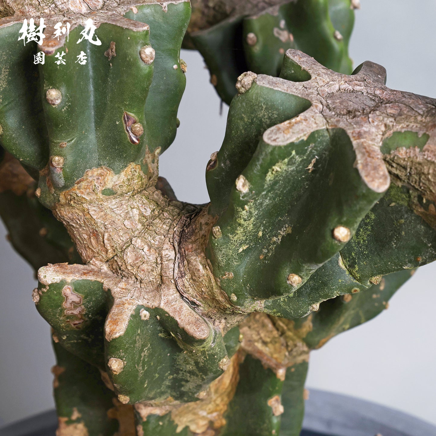 削ぎ落とし、芯で立つ - 柱サボテン