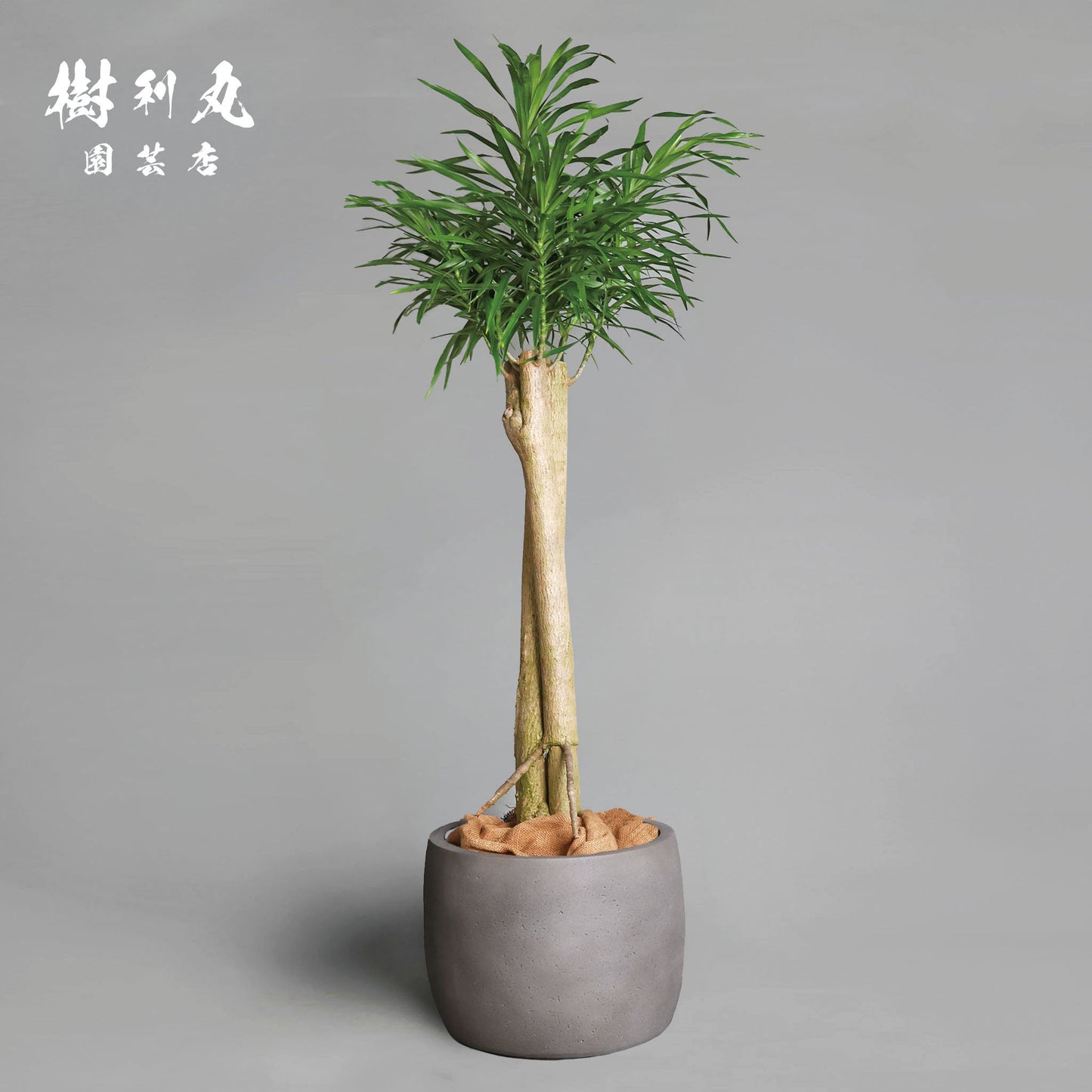 己のかたちで、立てばいい - ドラセナ