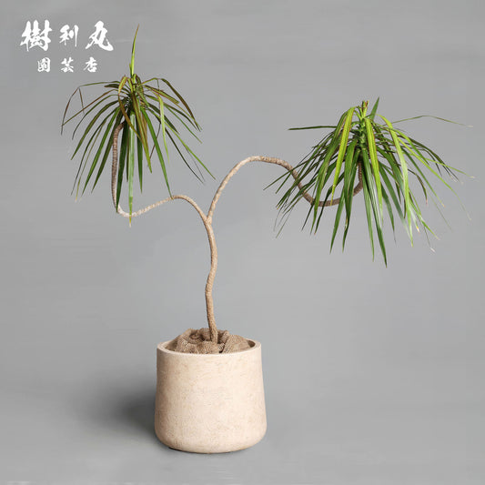 軸を曲げずに、折れずに - ドラセナ