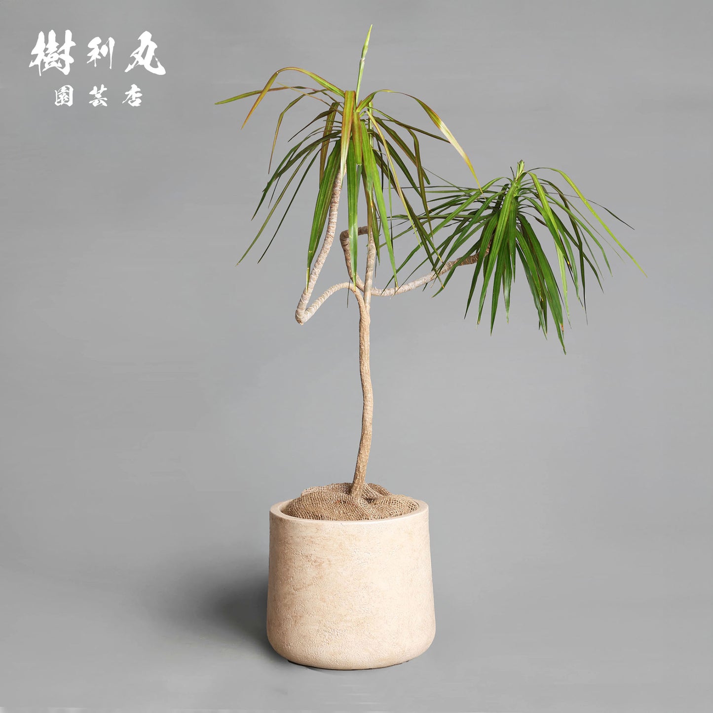 軸を曲げずに、折れずに - ドラセナ