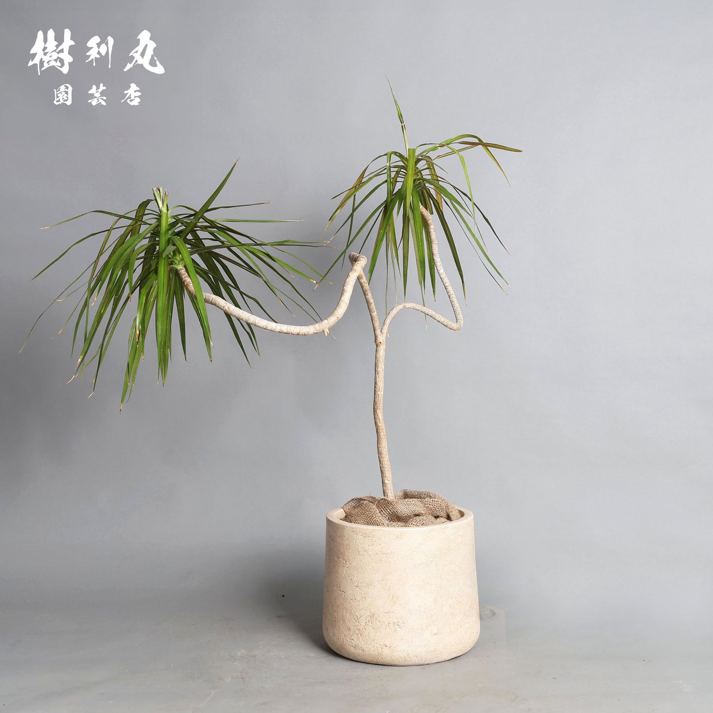 軸を曲げずに、折れずに - ドラセナ