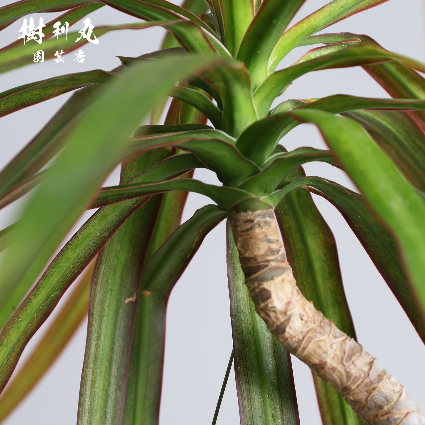 軸を曲げずに、折れずに - ドラセナ