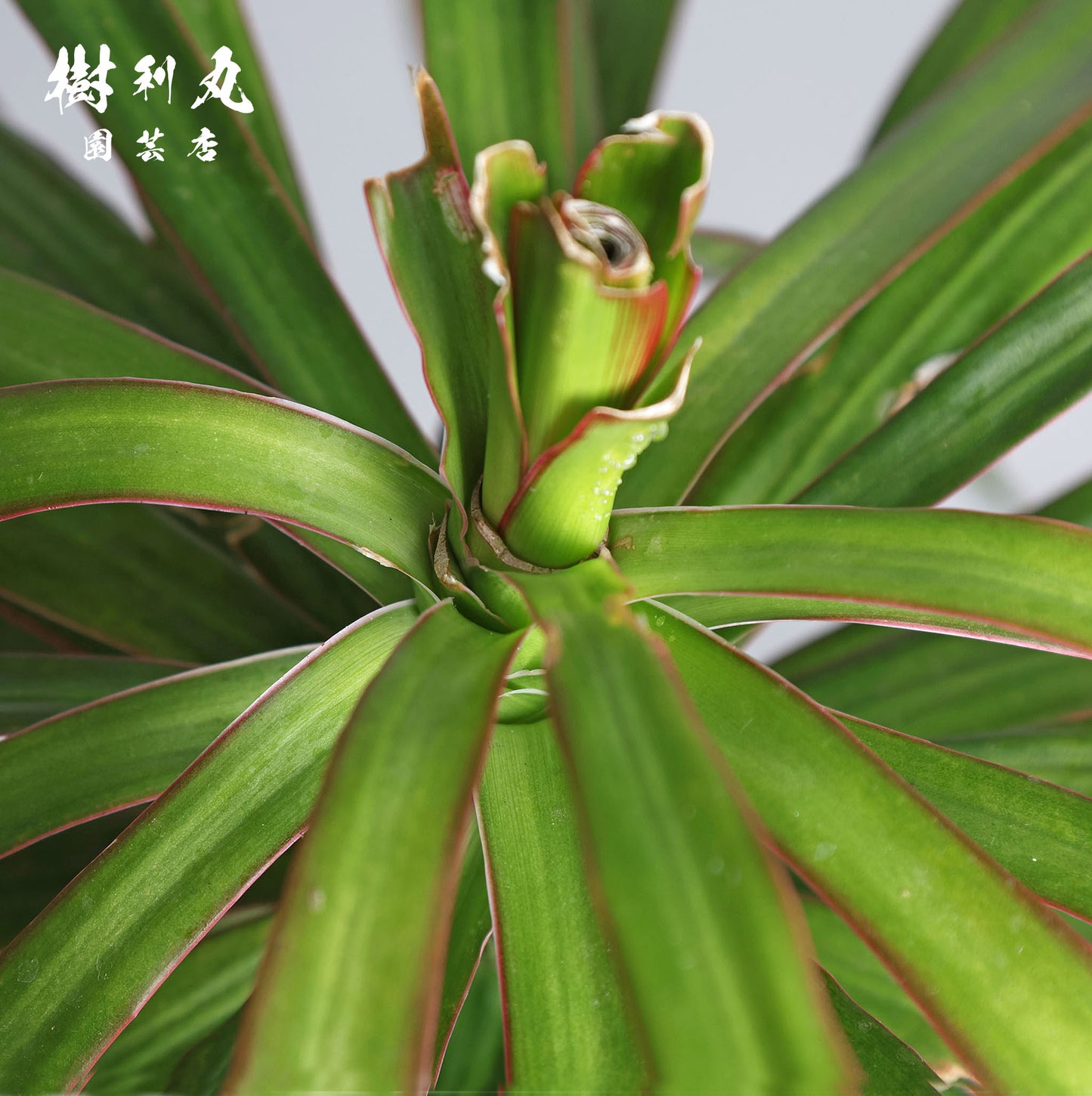 軸を曲げずに、折れずに - ドラセナ