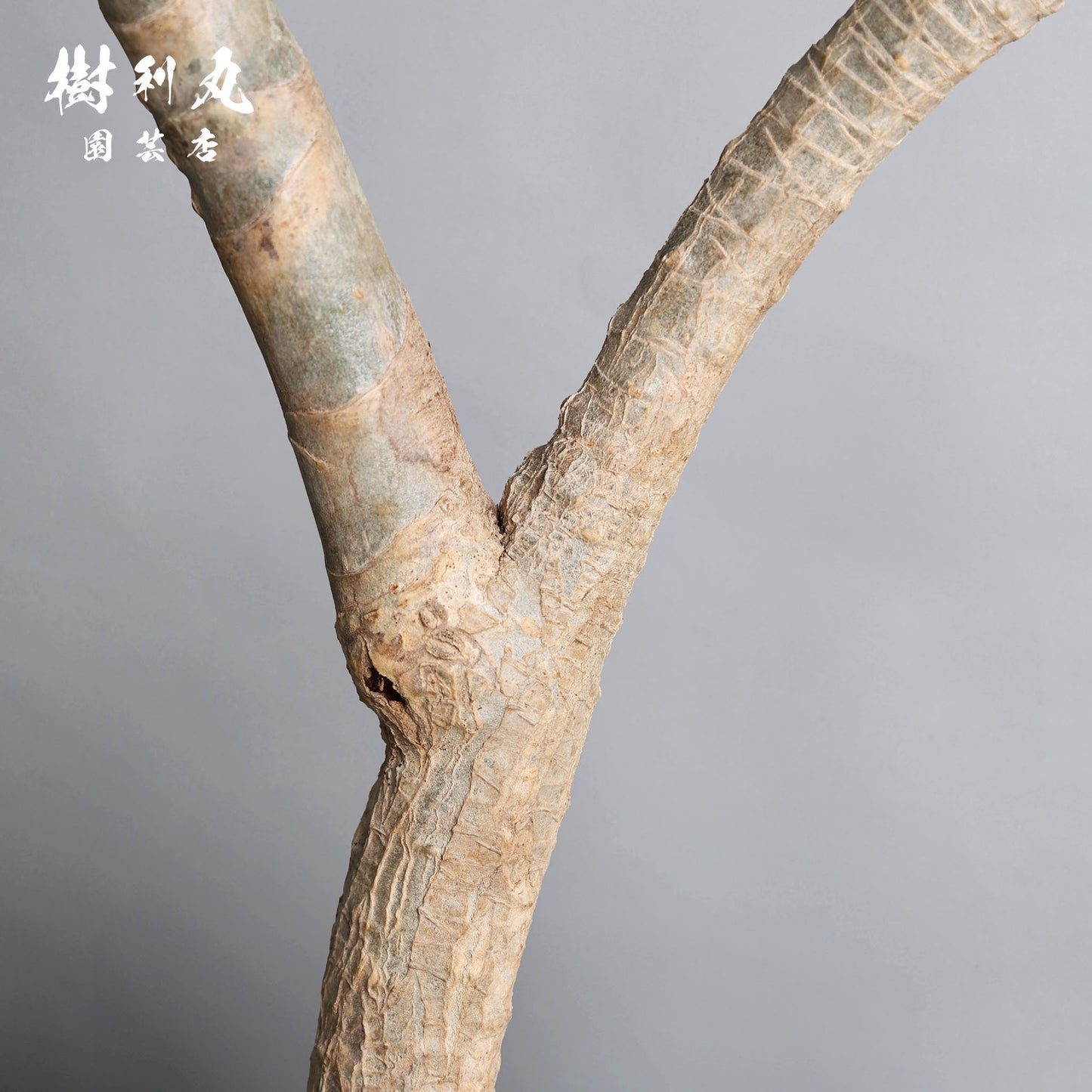 軸を曲げずに、折れずに - ドラセナ