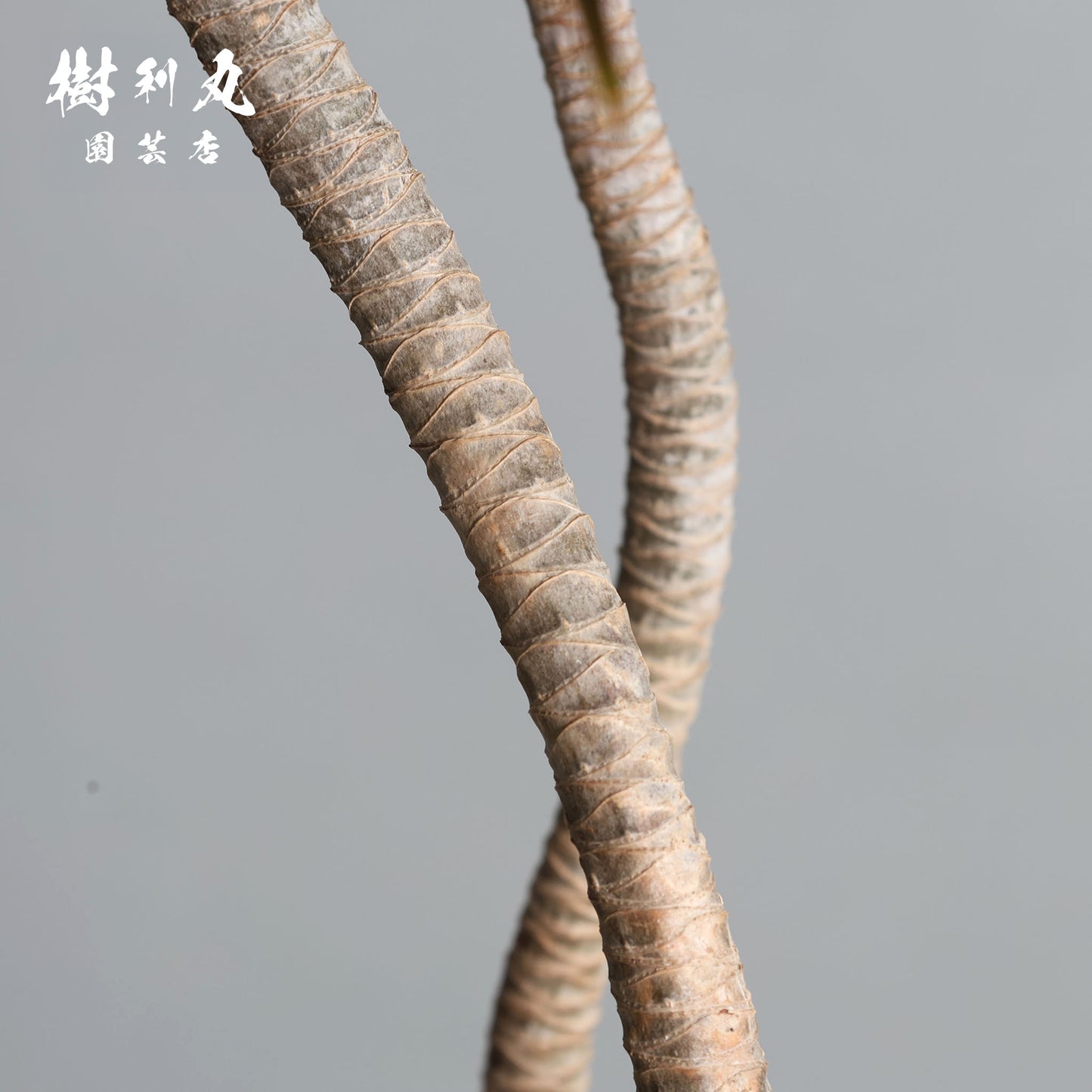 不揃いに、力が宿る - ドラセナ