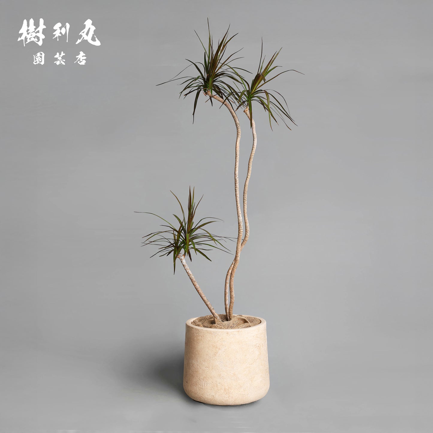 不揃いに、力が宿る - ドラセナ