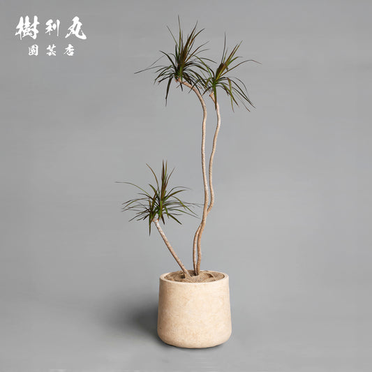 不揃いに、力が宿る - ドラセナ