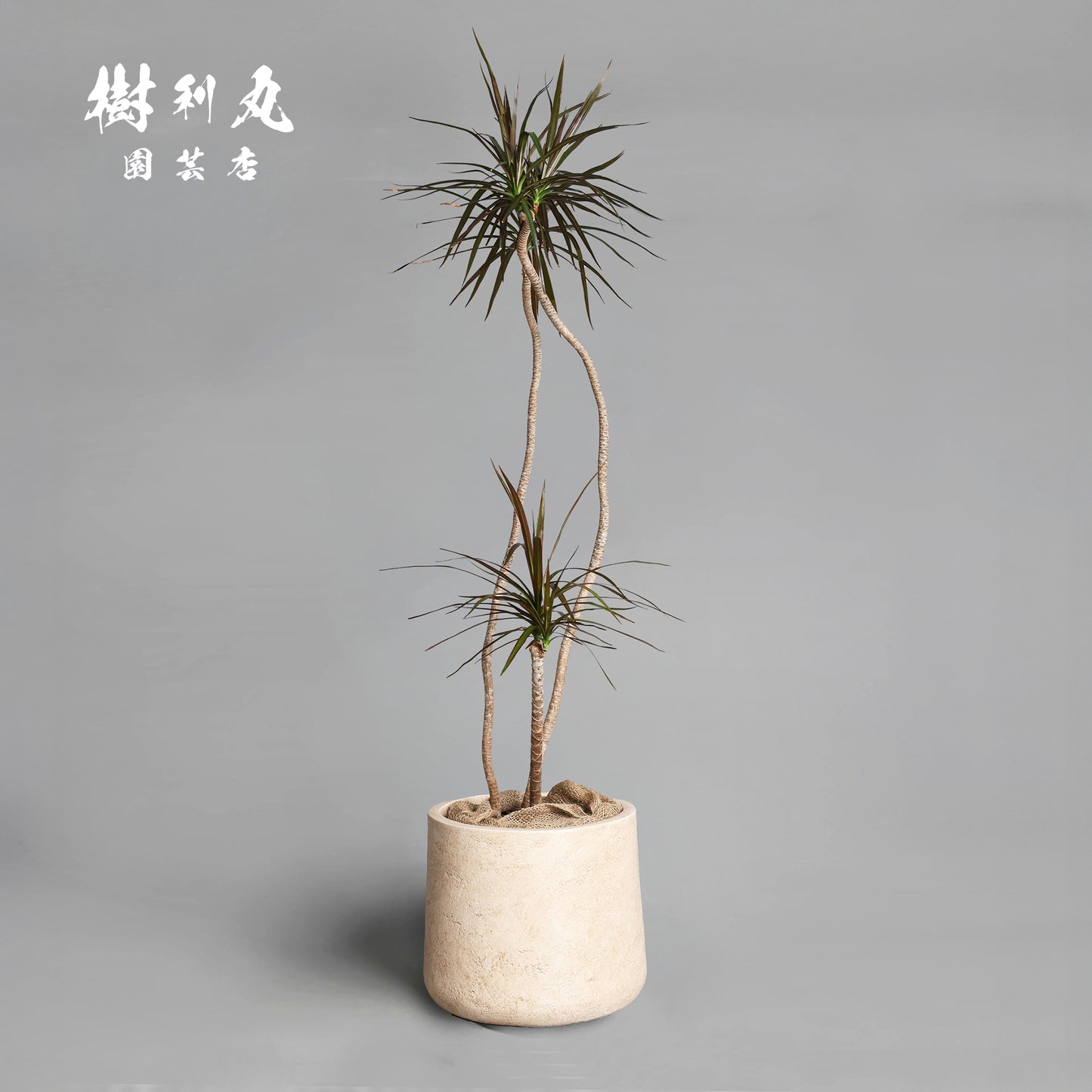 不揃いに、力が宿る - ドラセナ