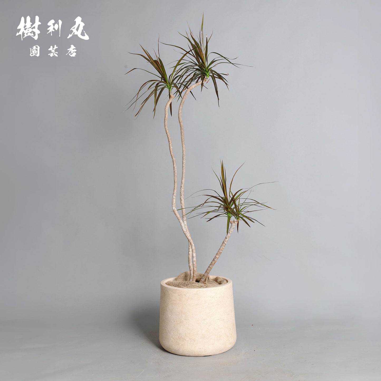 不揃いに、力が宿る - ドラセナ