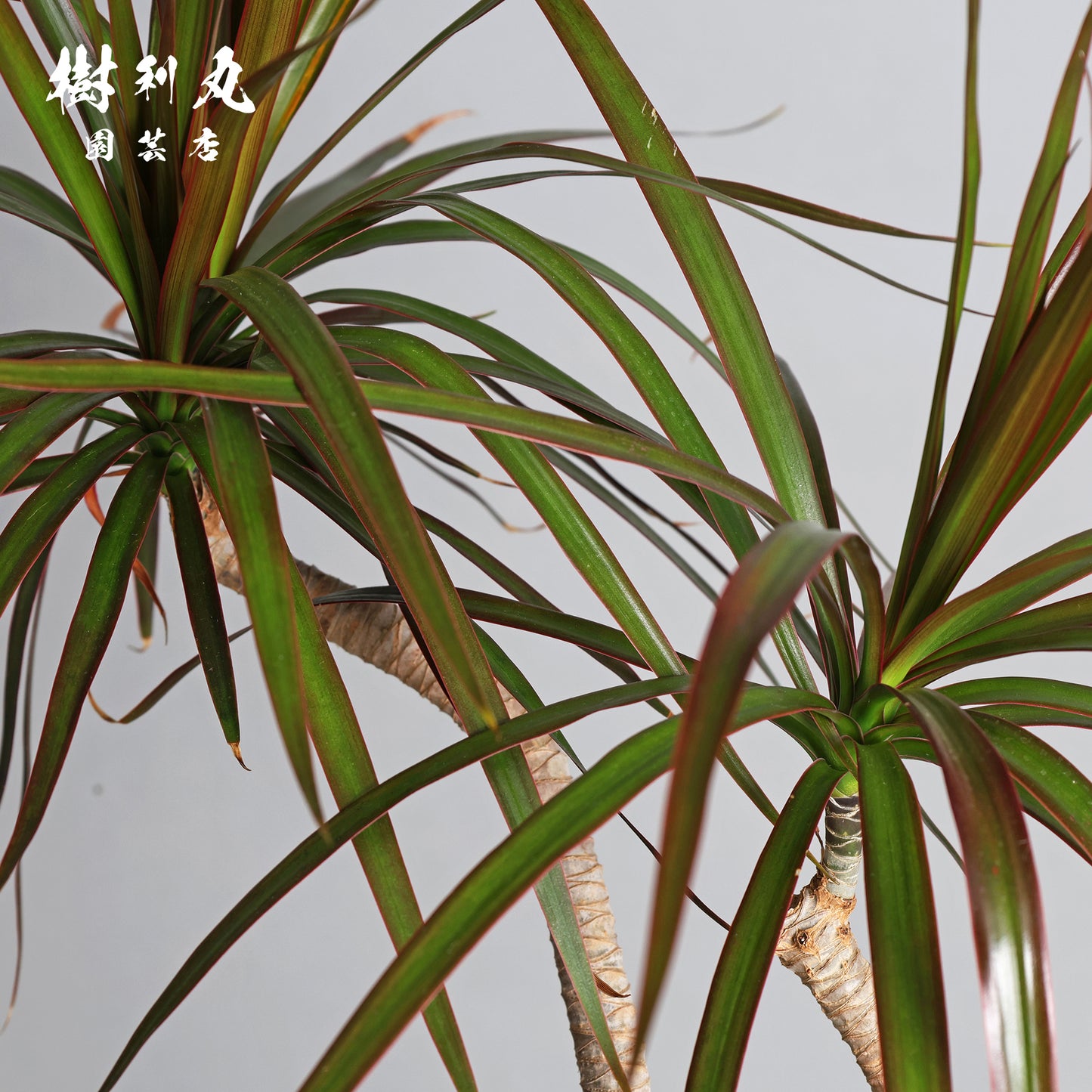 不揃いに、力が宿る - ドラセナ