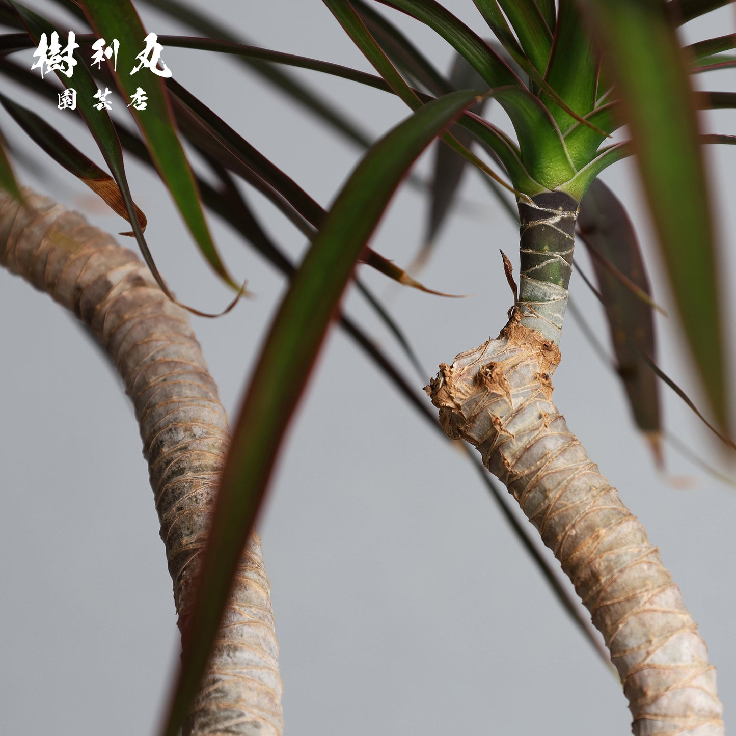 不揃いに、力が宿る - ドラセナ