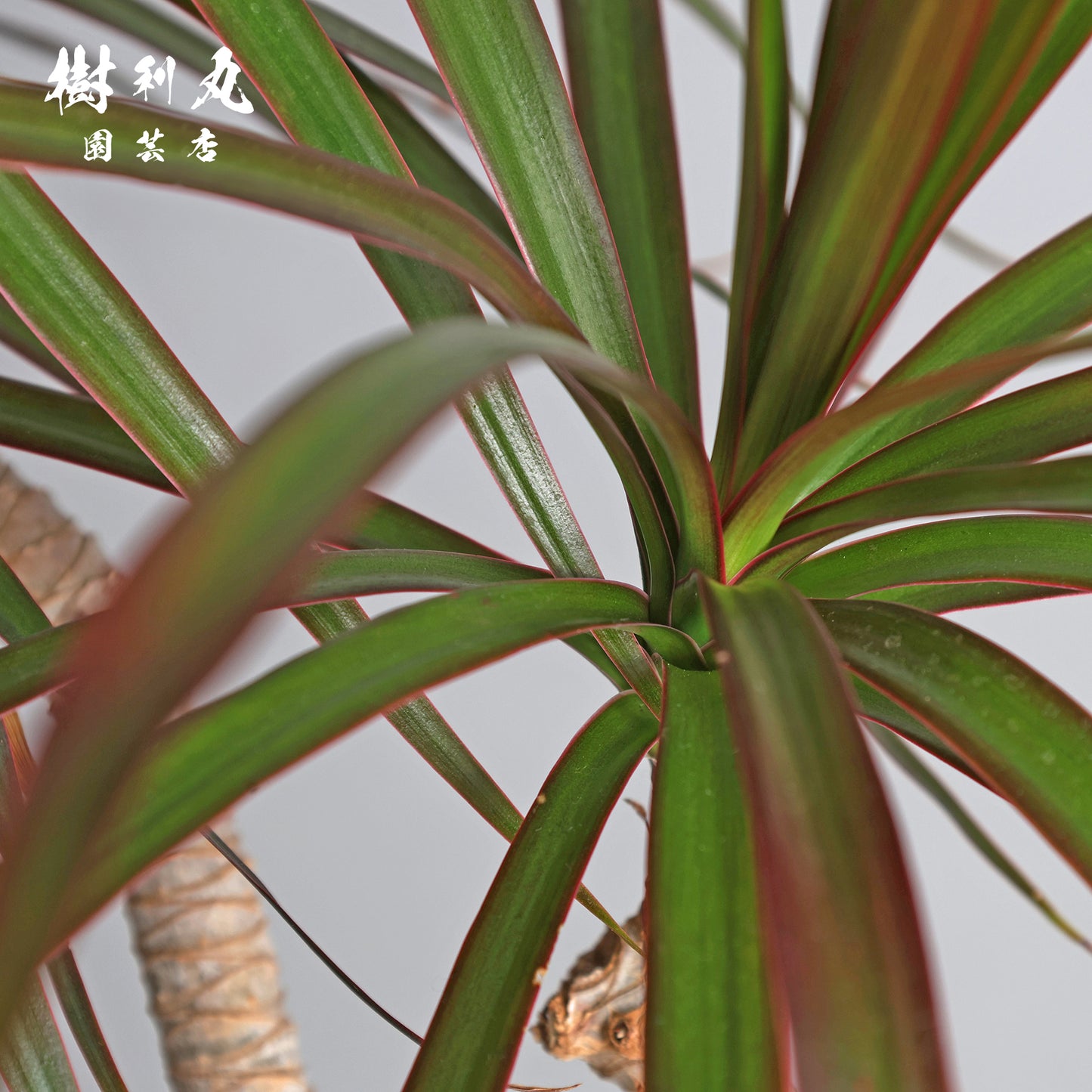 不揃いに、力が宿る - ドラセナ