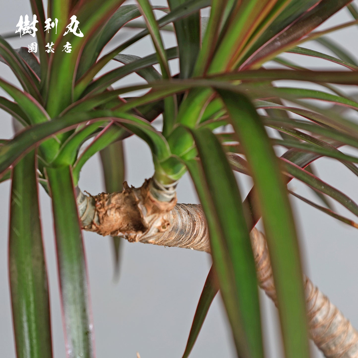 不揃いに、力が宿る - ドラセナ