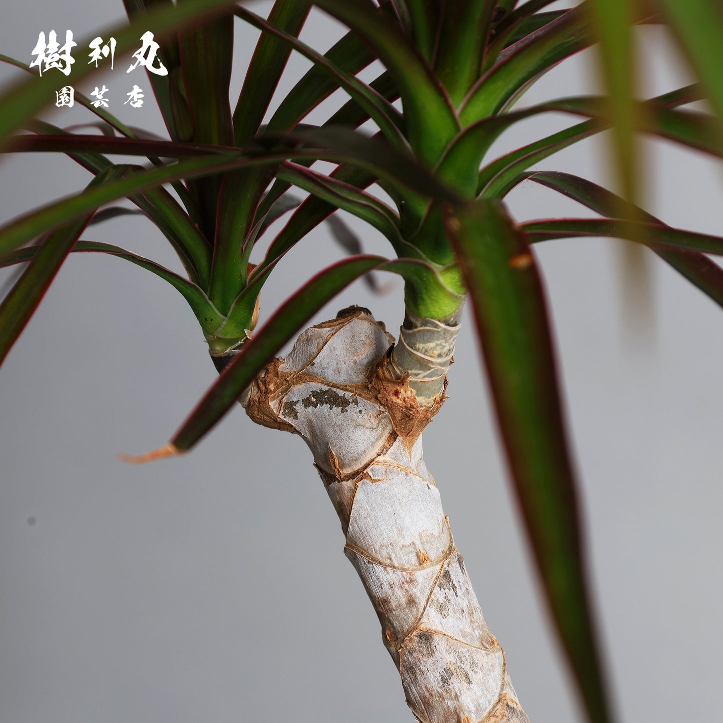 不揃いに、力が宿る - ドラセナ