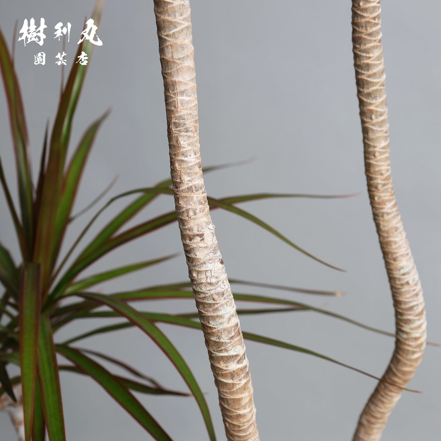 不揃いに、力が宿る - ドラセナ