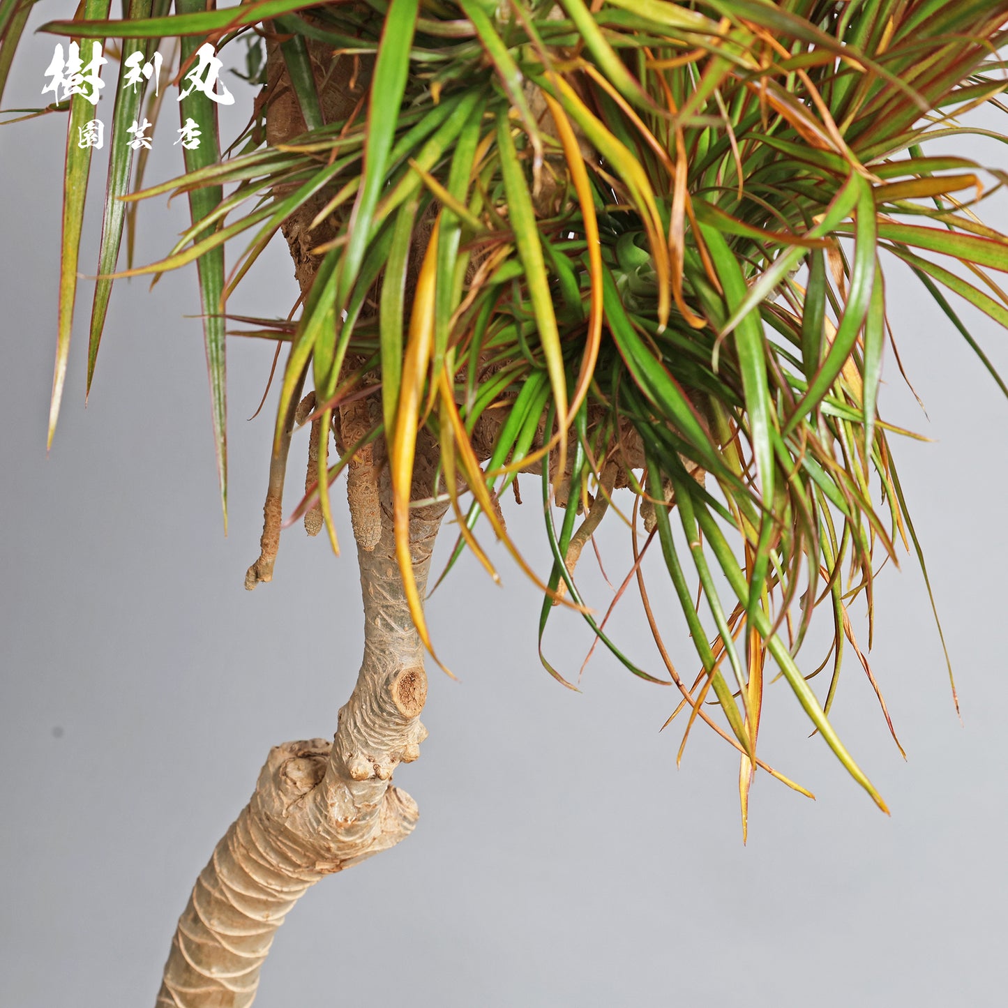 内圧で放つ、無音の弧 - ドラセナ