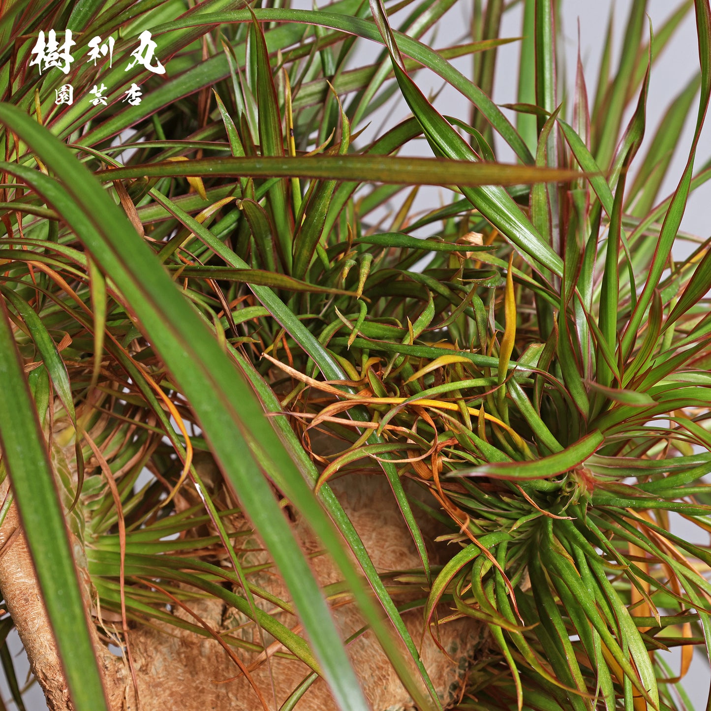 内圧で放つ、無音の弧 - ドラセナ