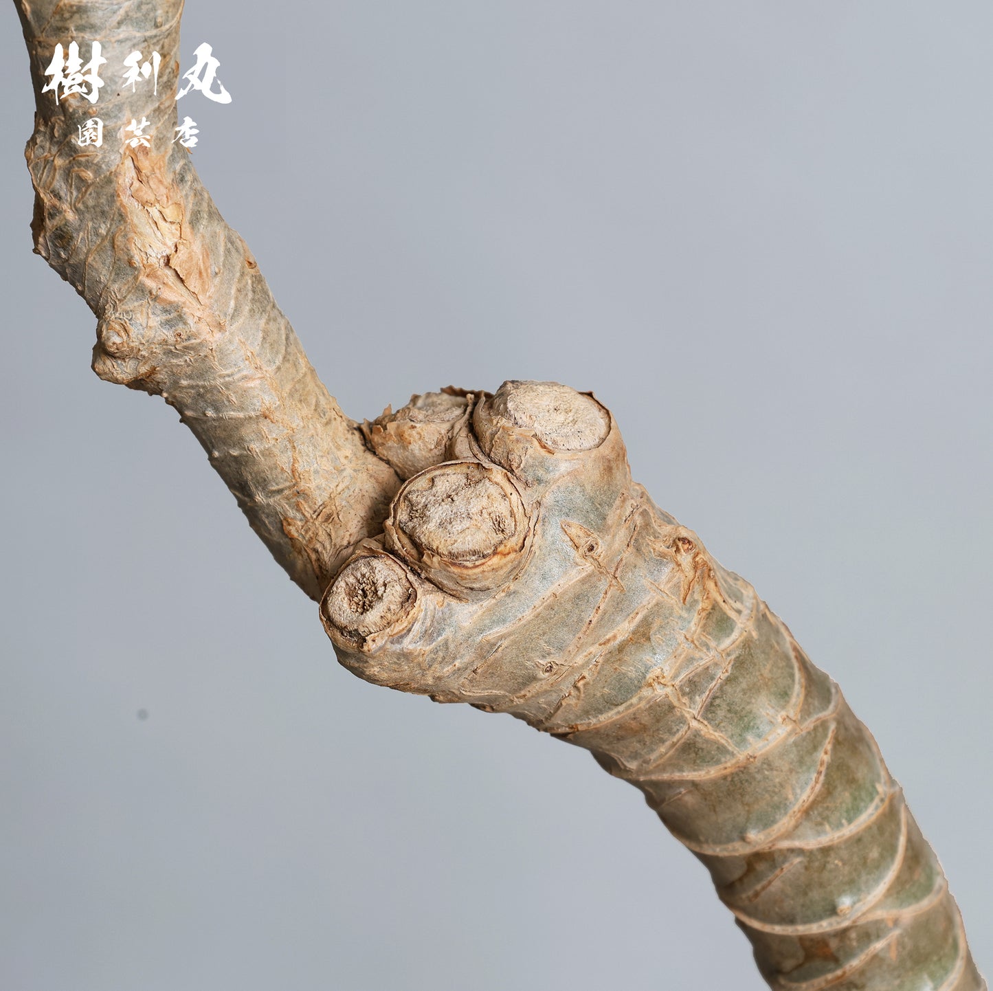 内圧で放つ、無音の弧 - ドラセナ