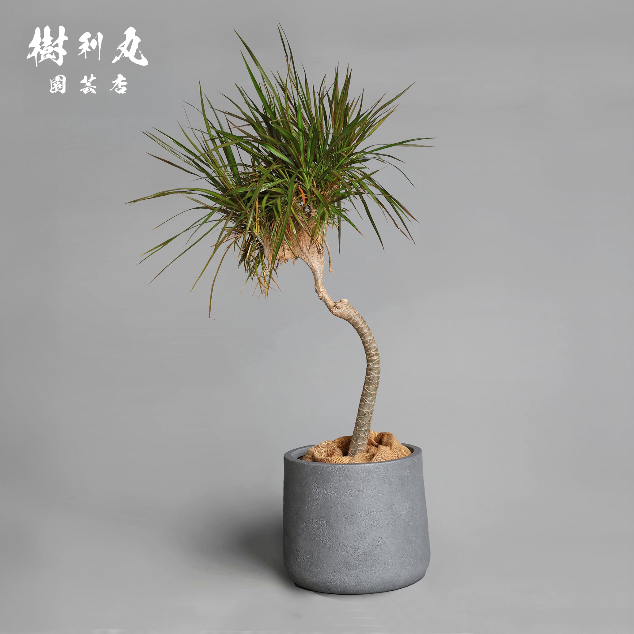 ドラセナ 〜細やかなラインが、空間を端正に整える〜 – 樹利丸 園芸店