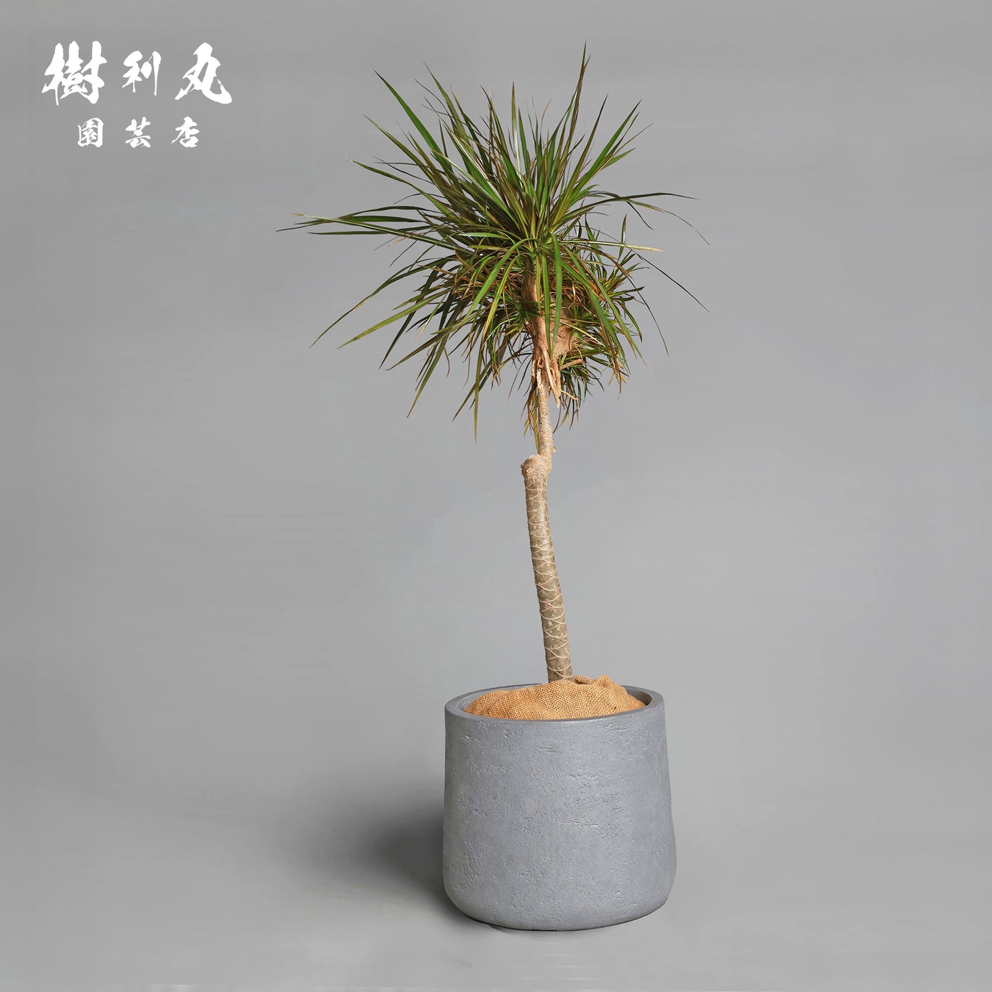 内圧で放つ、無音の弧 - ドラセナ