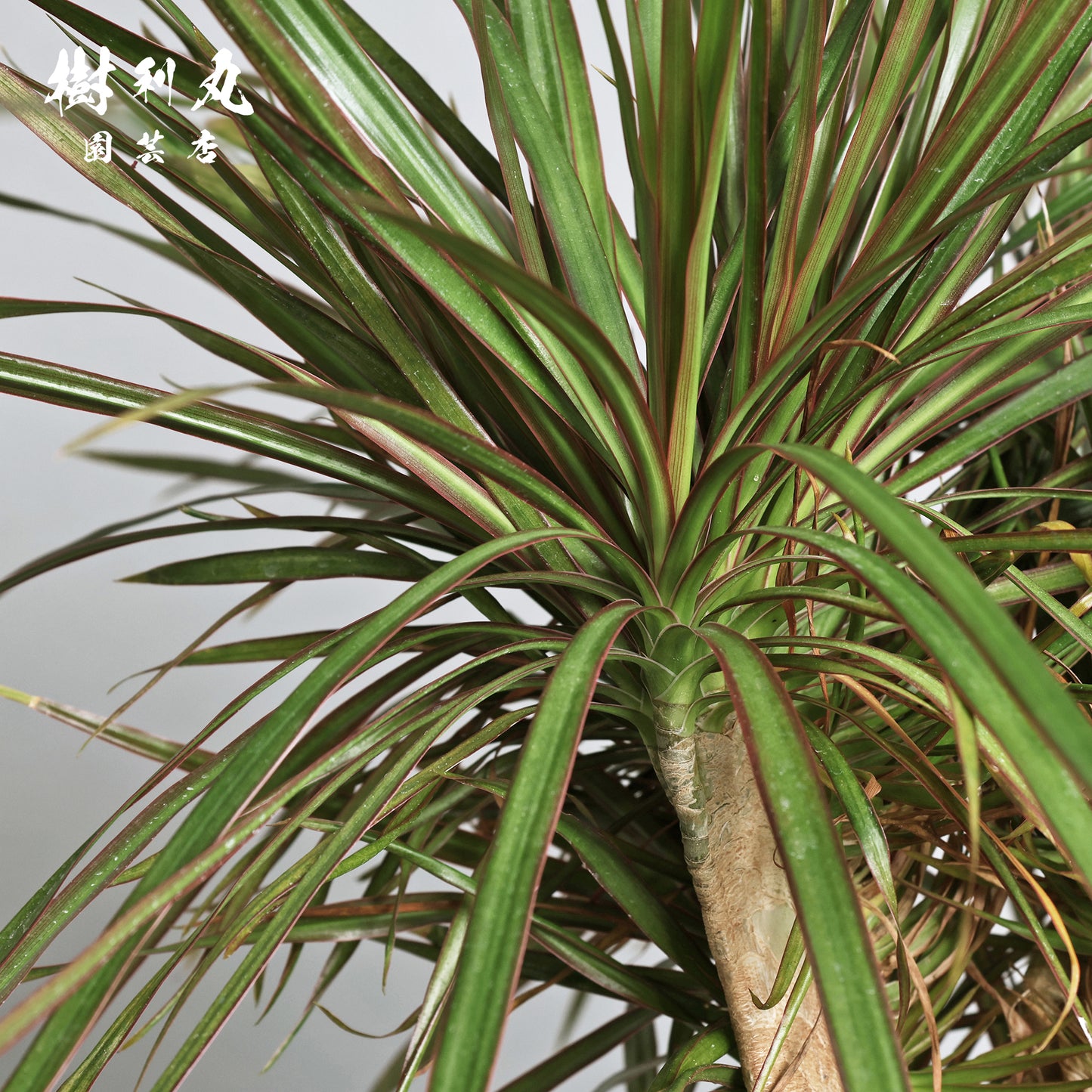 内圧で放つ、無音の弧 - ドラセナ