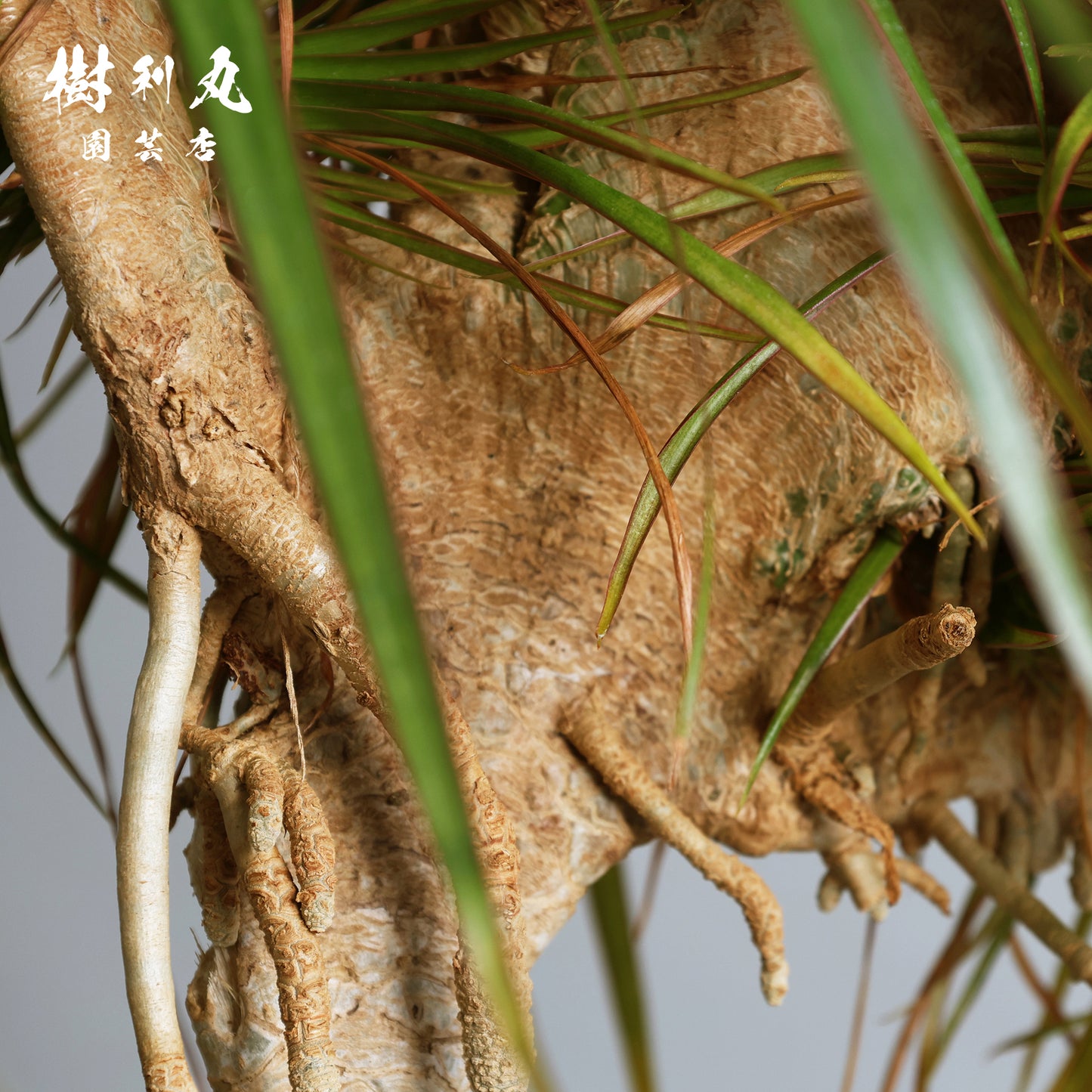 内圧で放つ、無音の弧 - ドラセナ