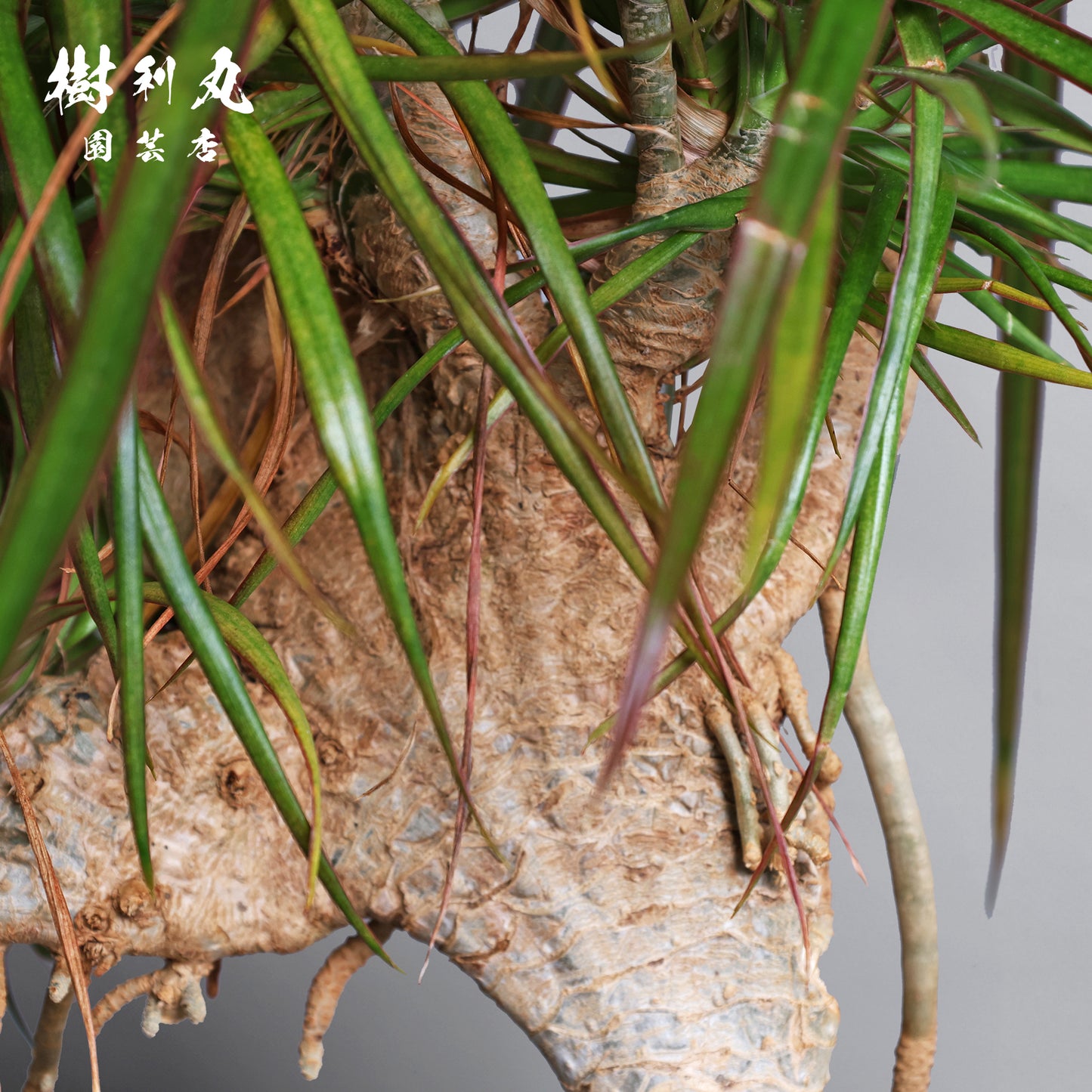 内圧で放つ、無音の弧 - ドラセナ