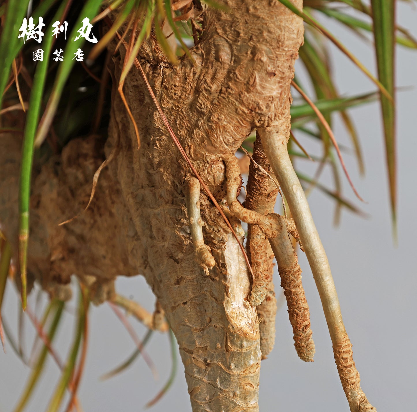 内圧で放つ、無音の弧 - ドラセナ