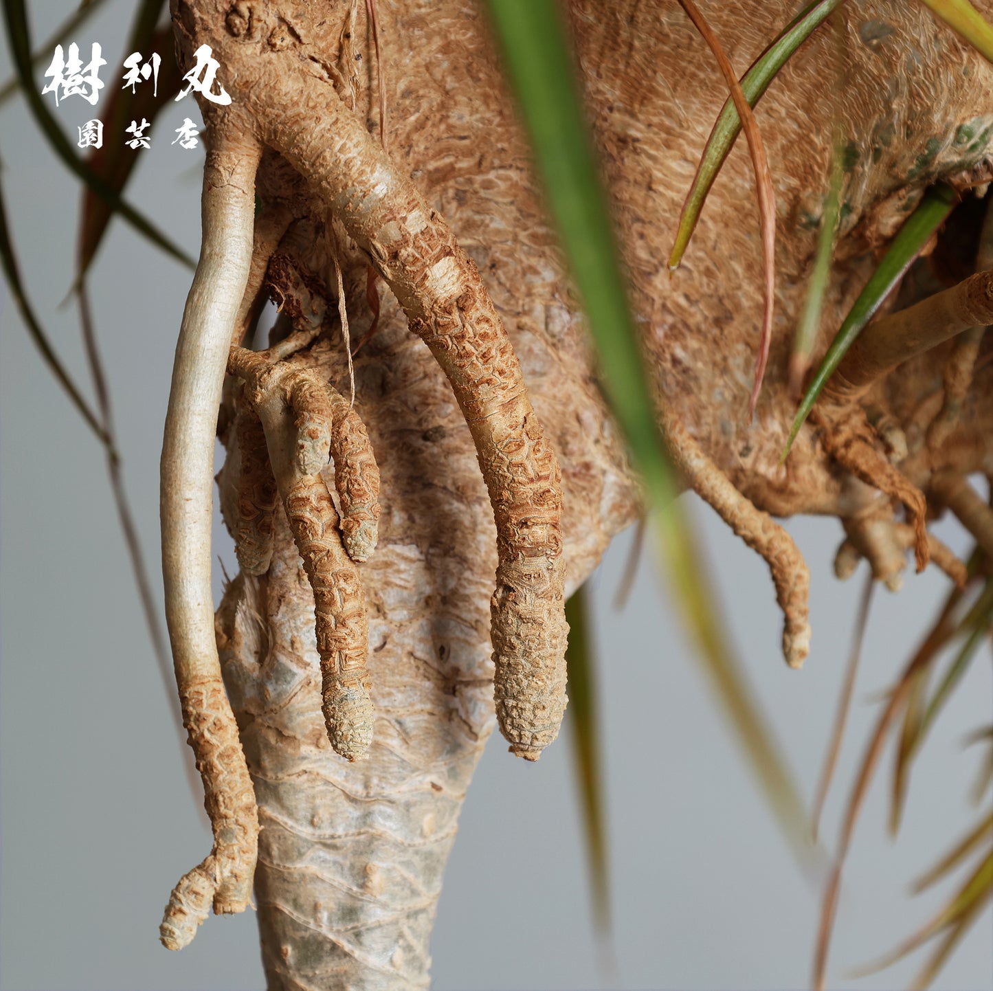 内圧で放つ、無音の弧 - ドラセナ