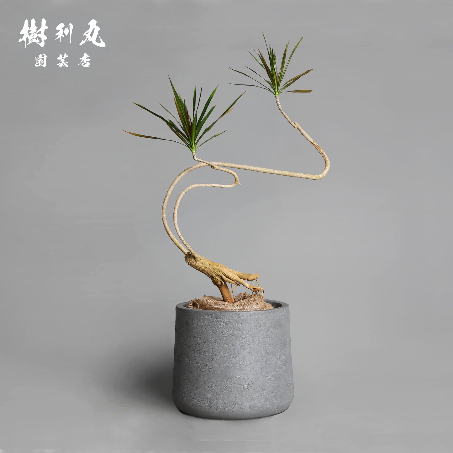 無駄のない造形美 - ドラセナ