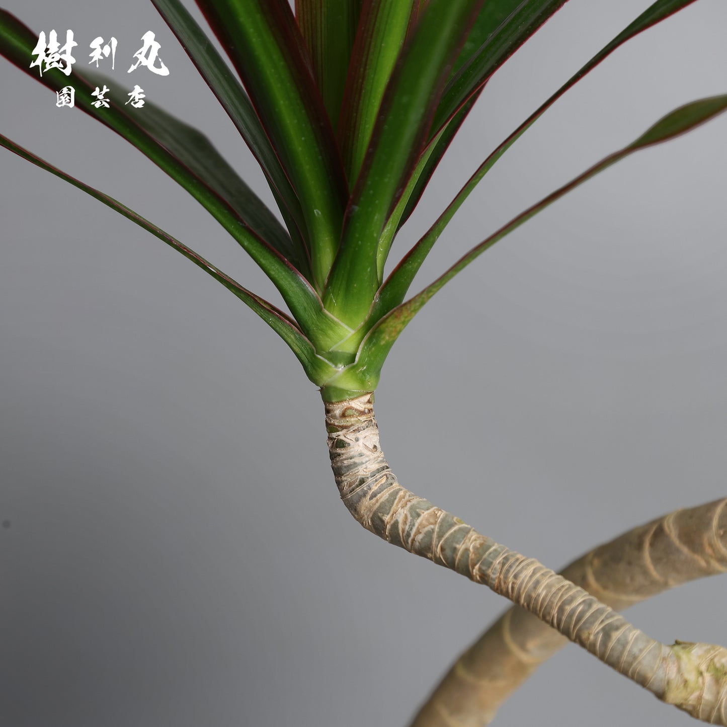 無駄のない造形美 - ドラセナ