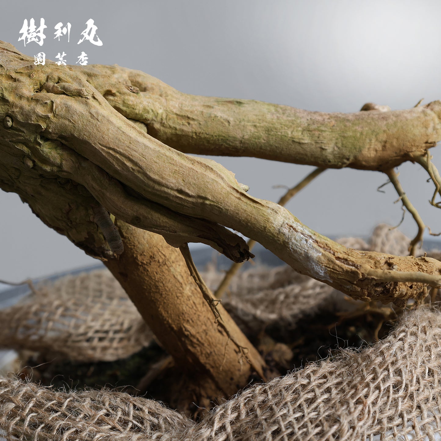 無駄のない造形美 - ドラセナ