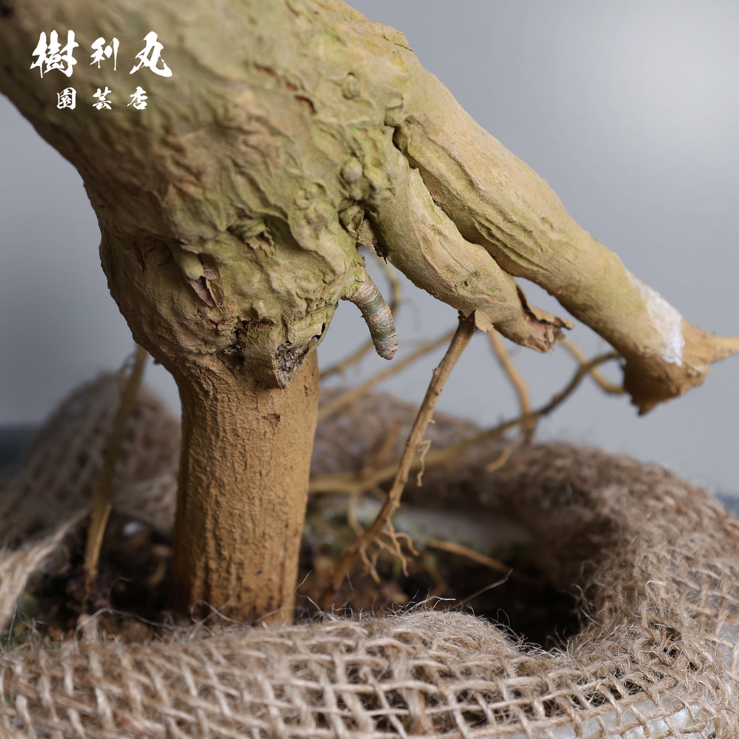 無駄のない造形美 - ドラセナ