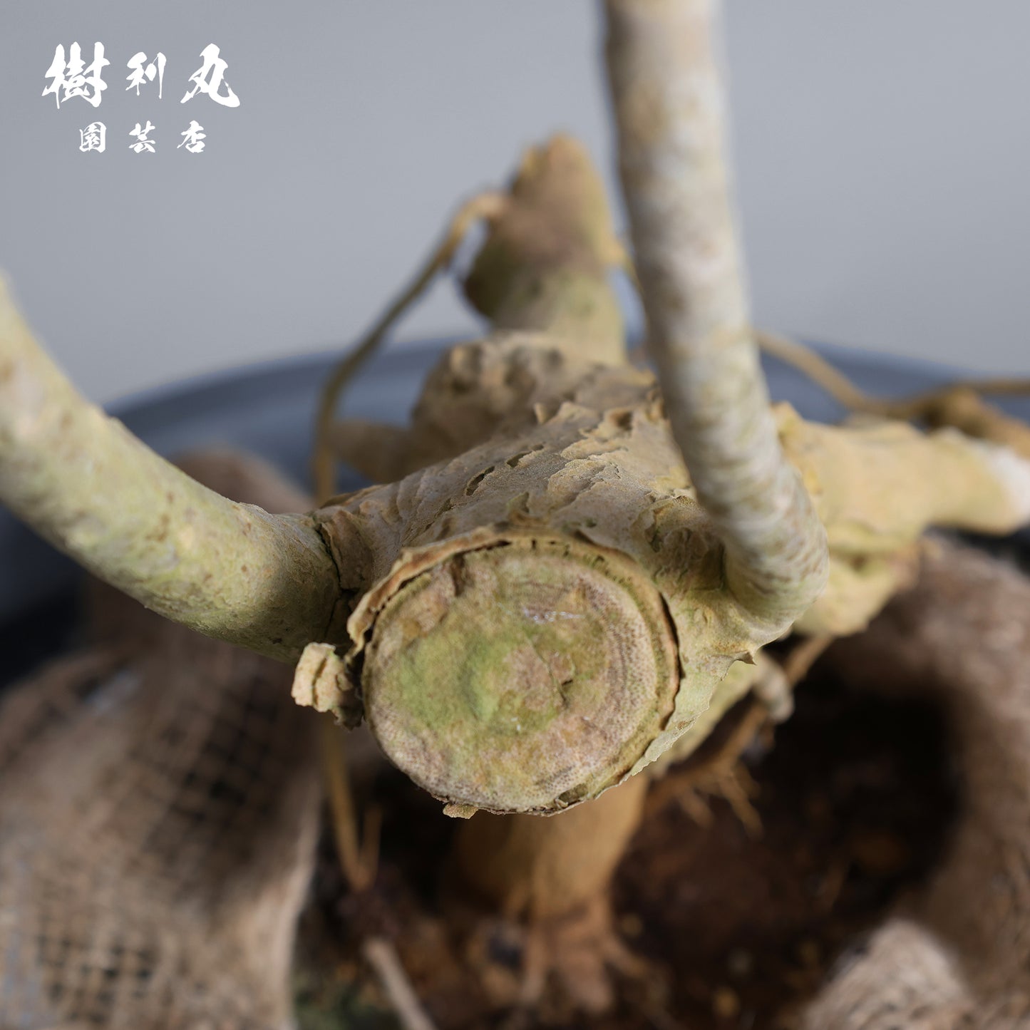 無駄のない造形美 - ドラセナ