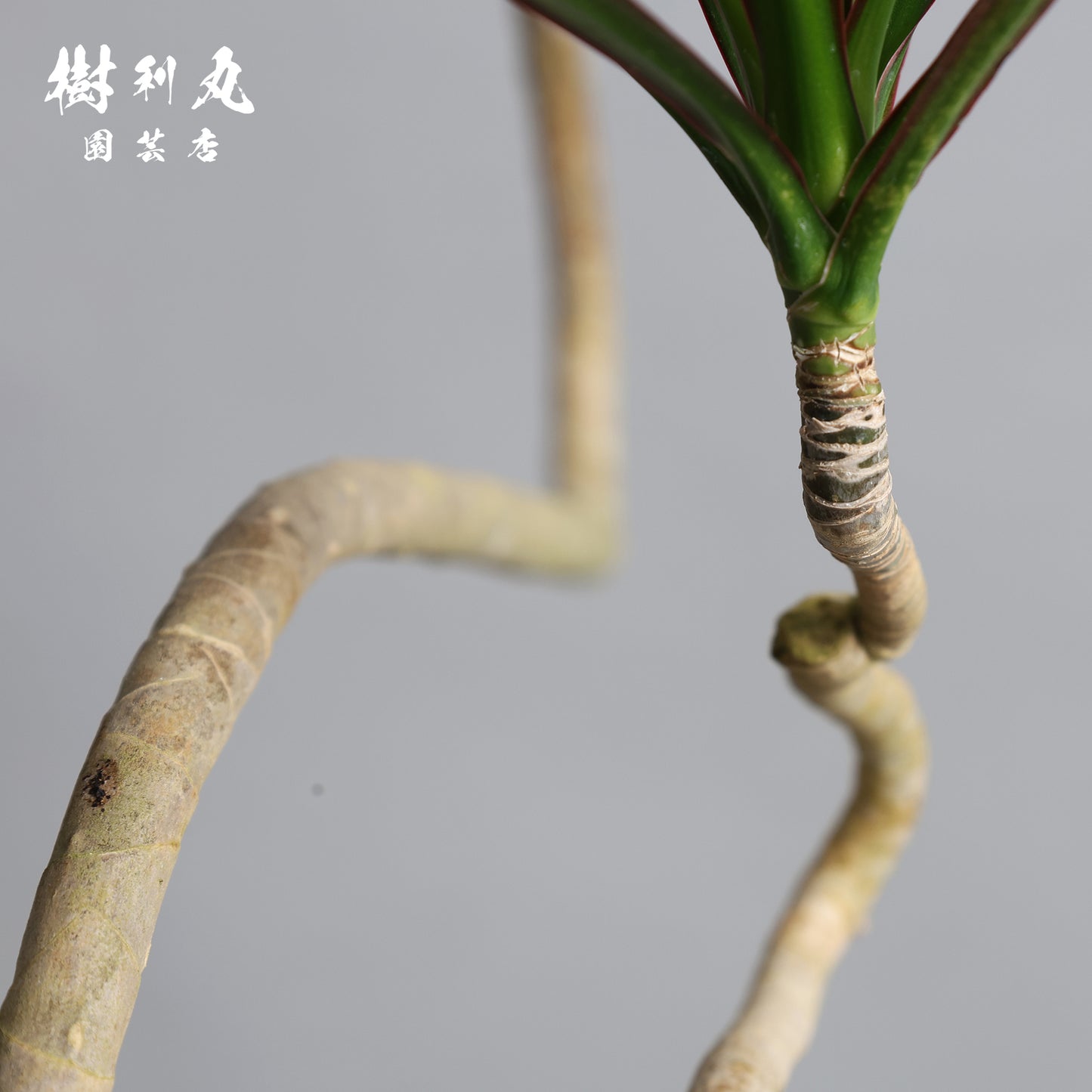 無駄のない造形美 - ドラセナ