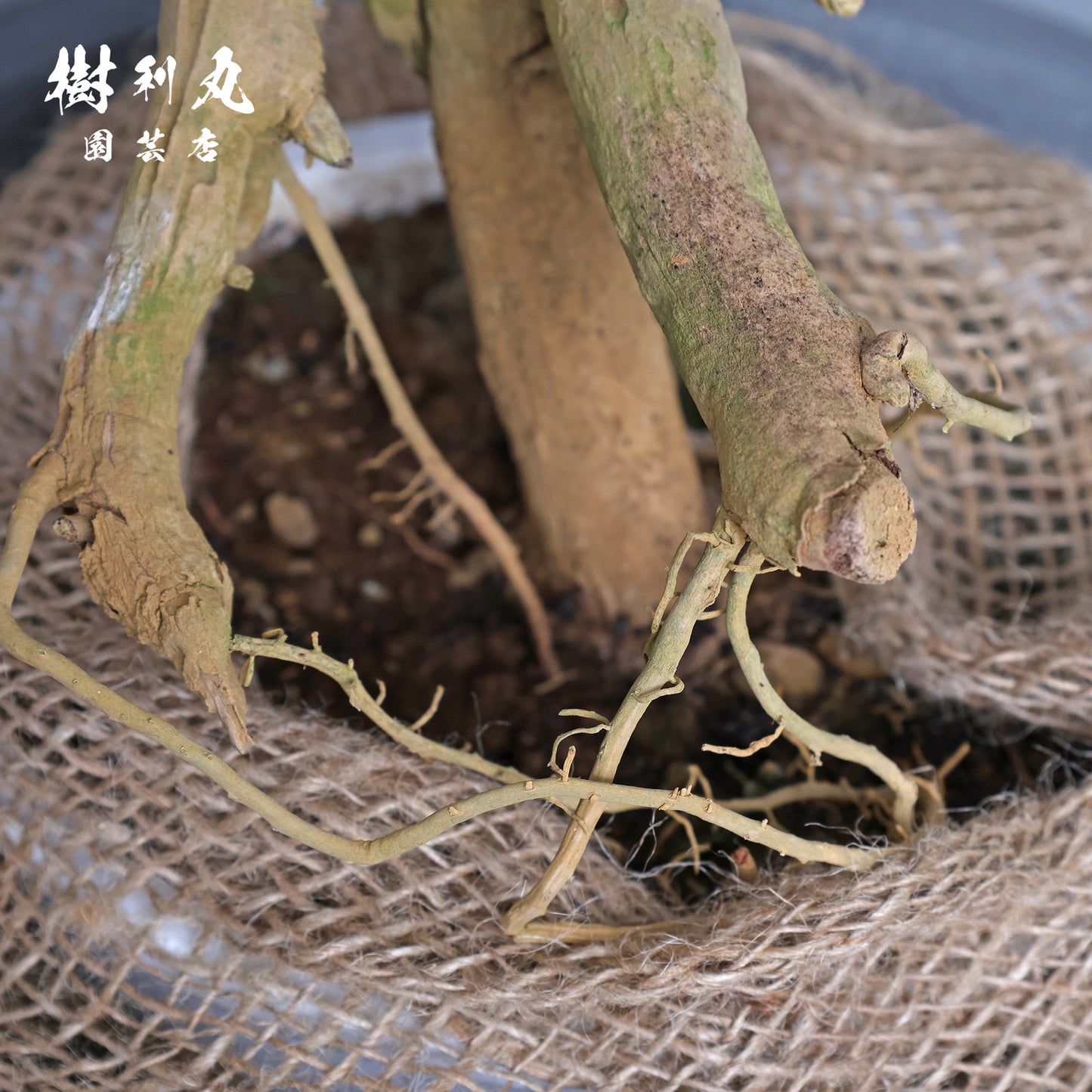 無駄のない造形美 - ドラセナ